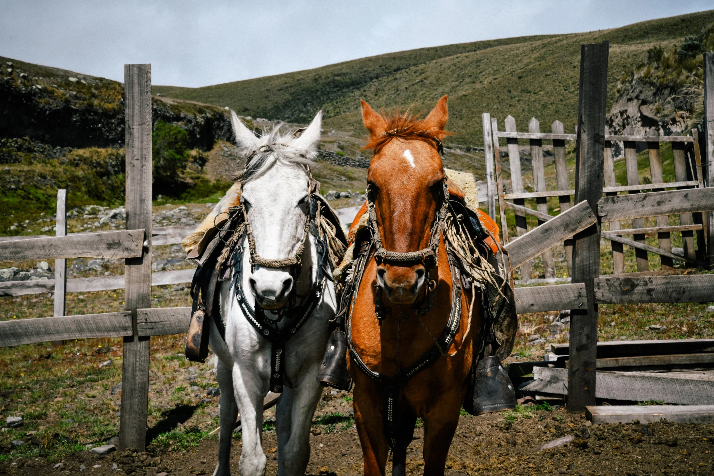 cotopaxi horses ready to go!