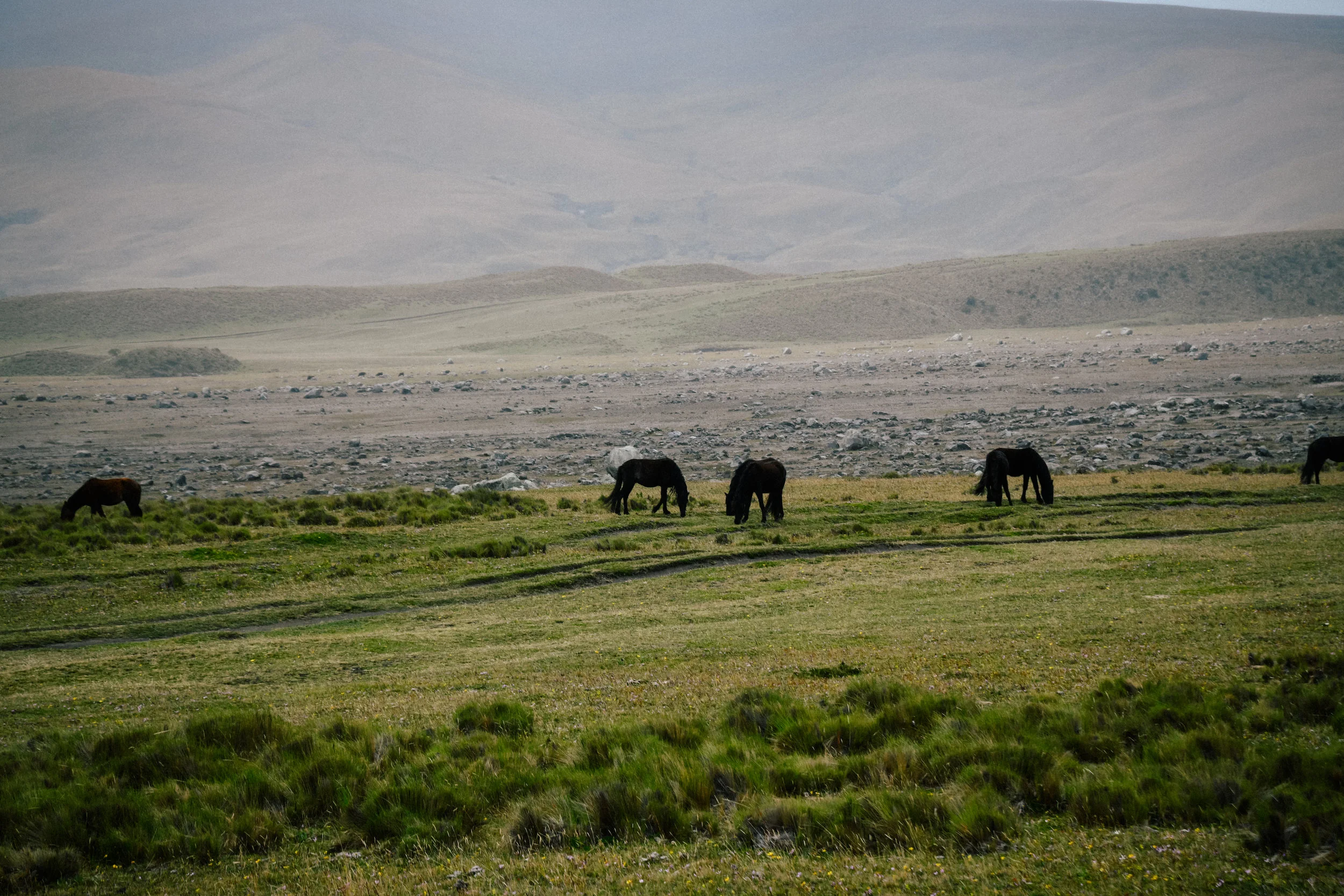 wild horses in cotopaxi