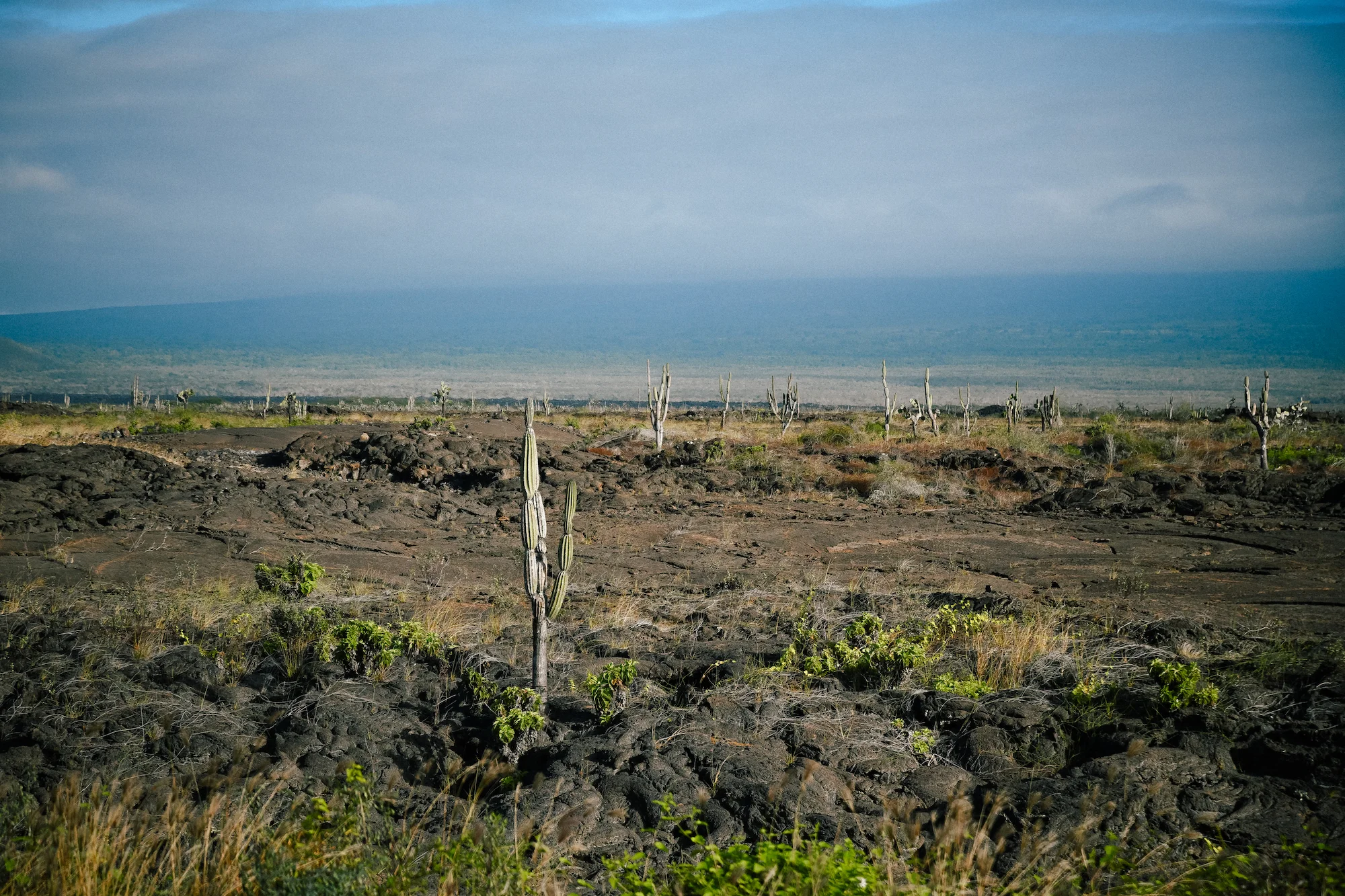 cacti from the window in Baltra, galapagos