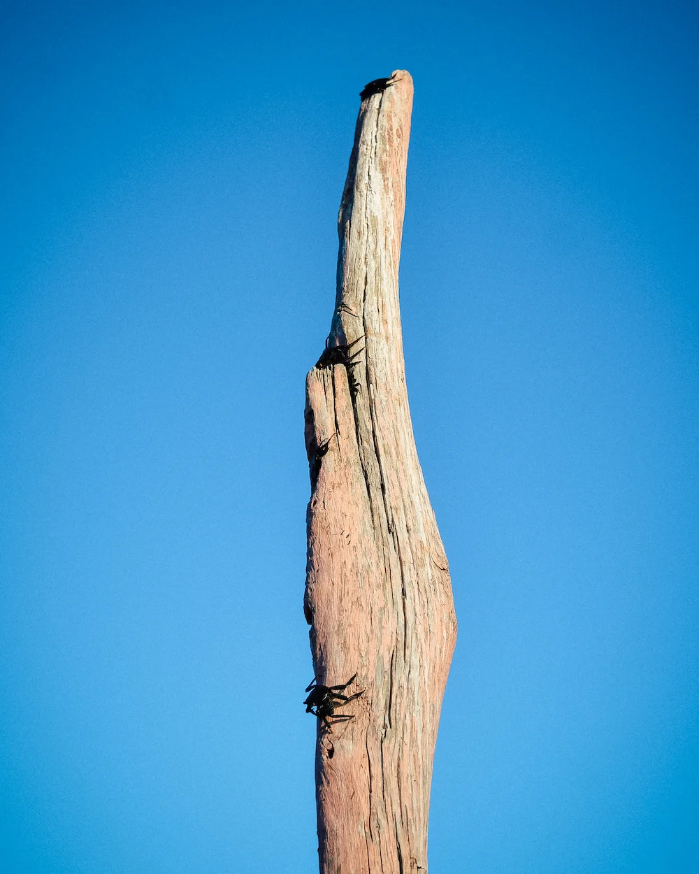 stick and a crab in the galapagos