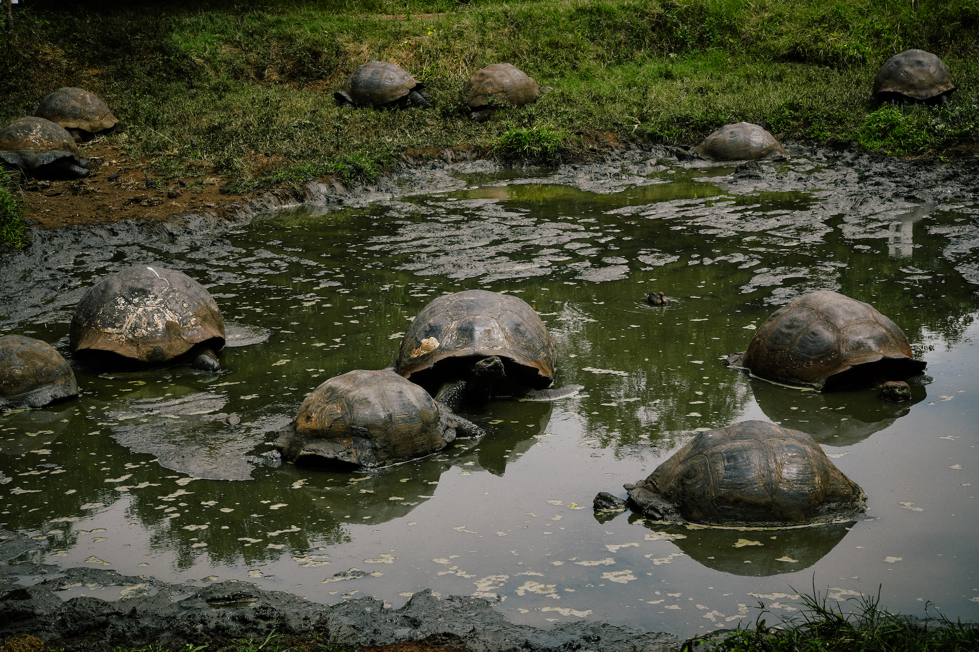turtle shells floating in the galapagos