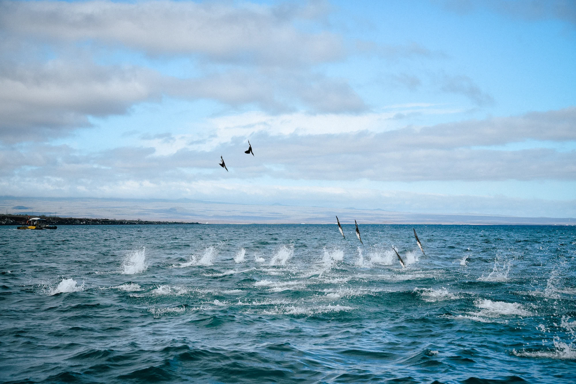 birds crashing while fishing