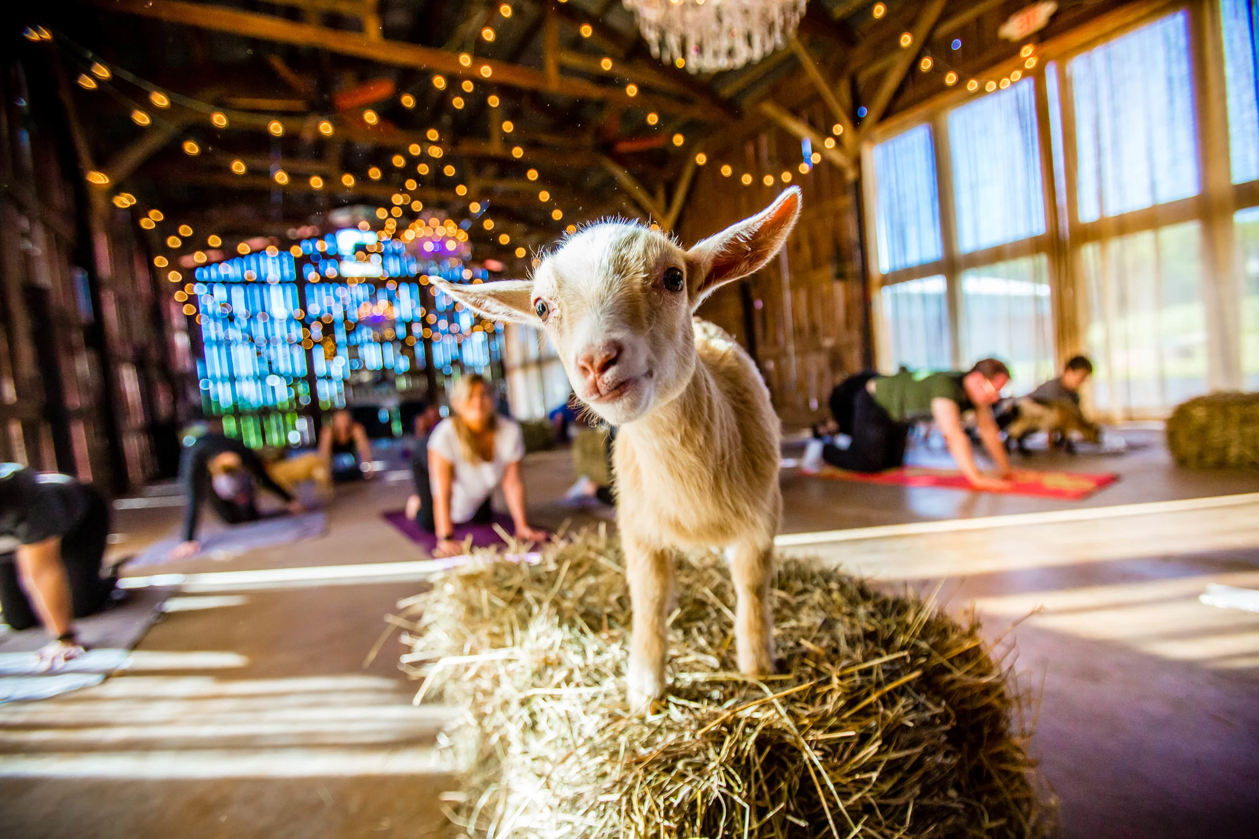 goatyoga-23.jpg