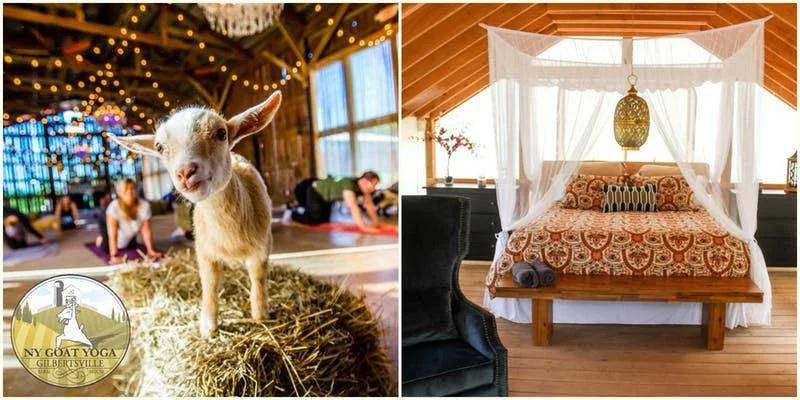 goats and glamping.jpg