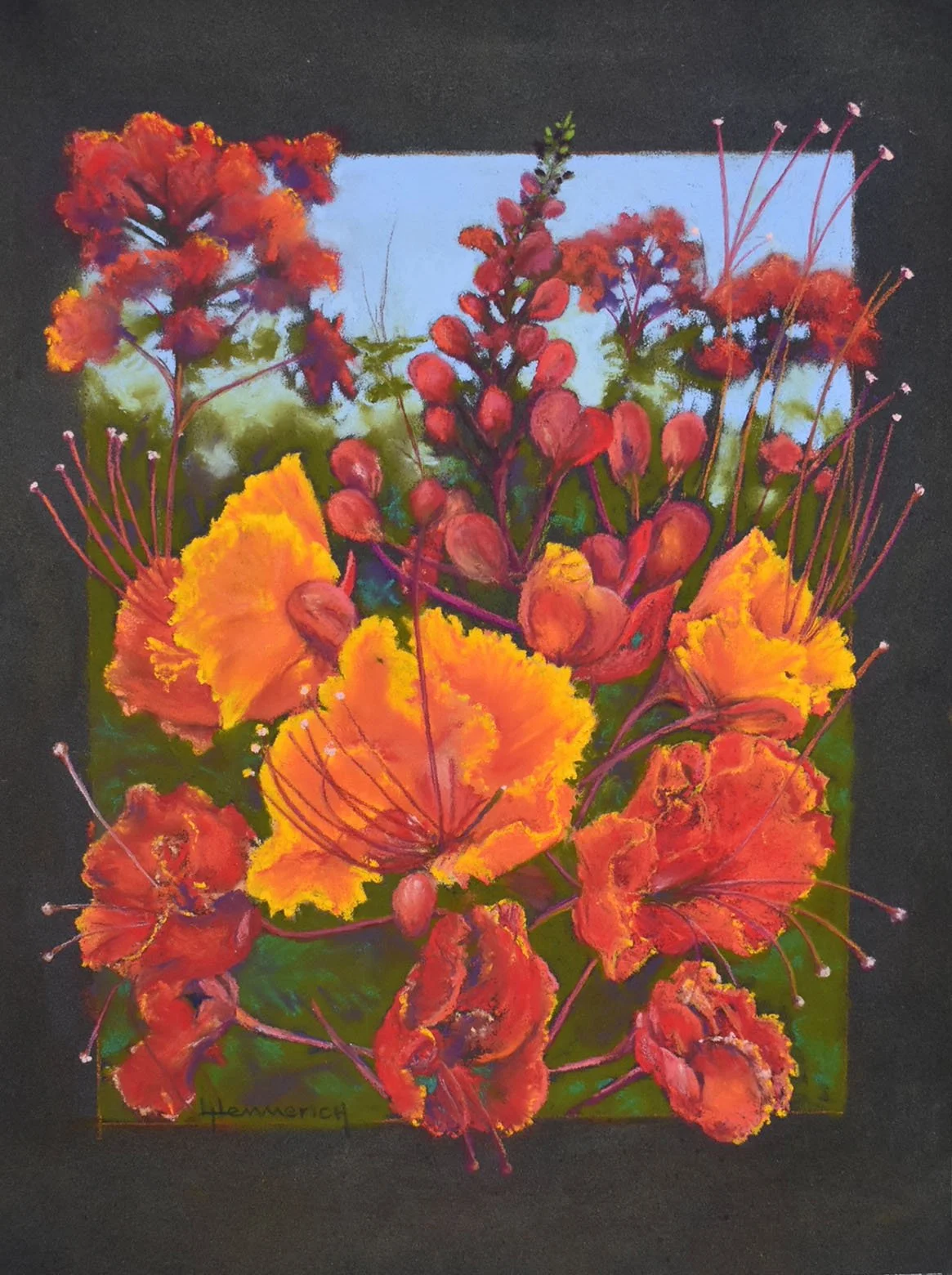 Mexican Bird of Paradise