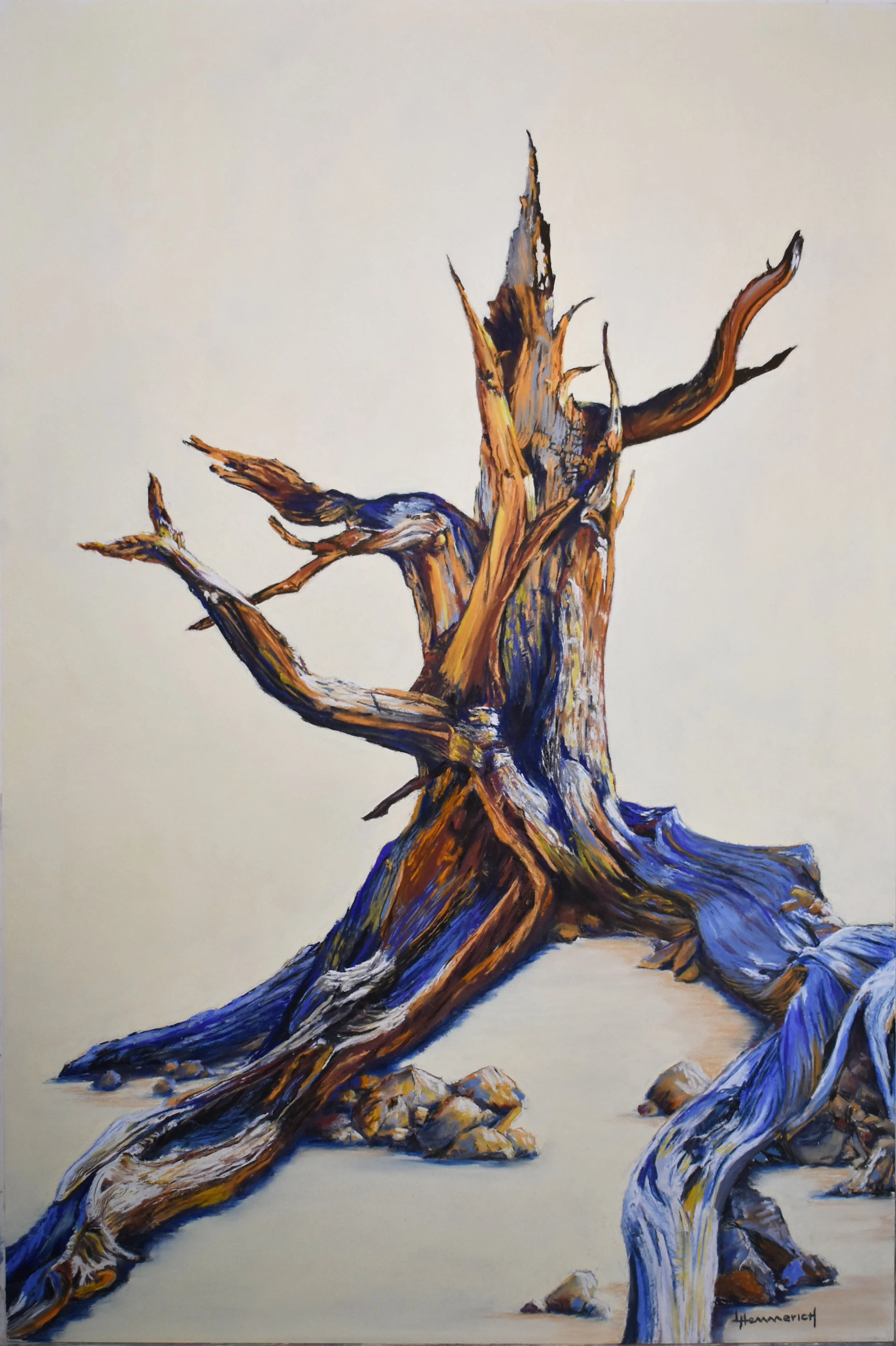 Ancient Bristol Cone Pine