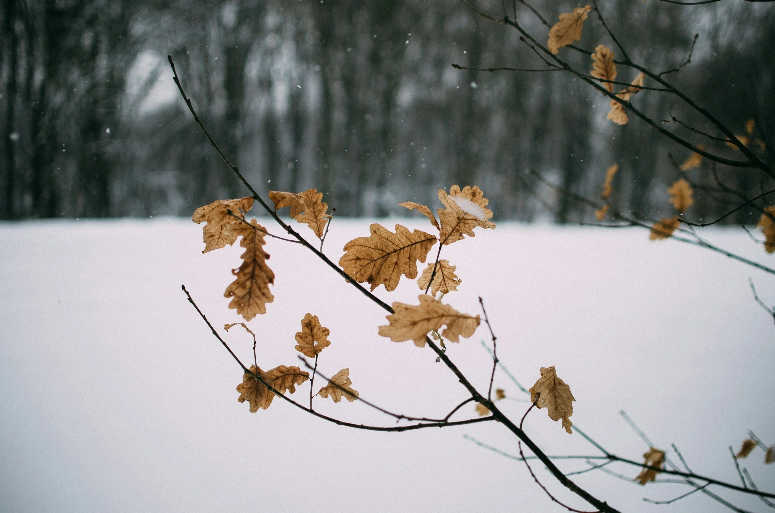 Getting Through the Midwinter Slump