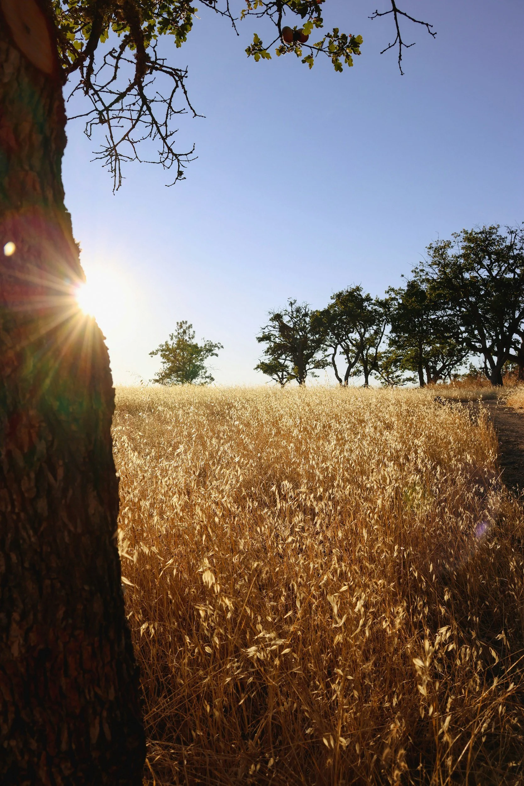 Finding a Therapist in Medford, Oregon: OHP, LGBTQ-Affirming Care, and Telehealth Options (Copy)