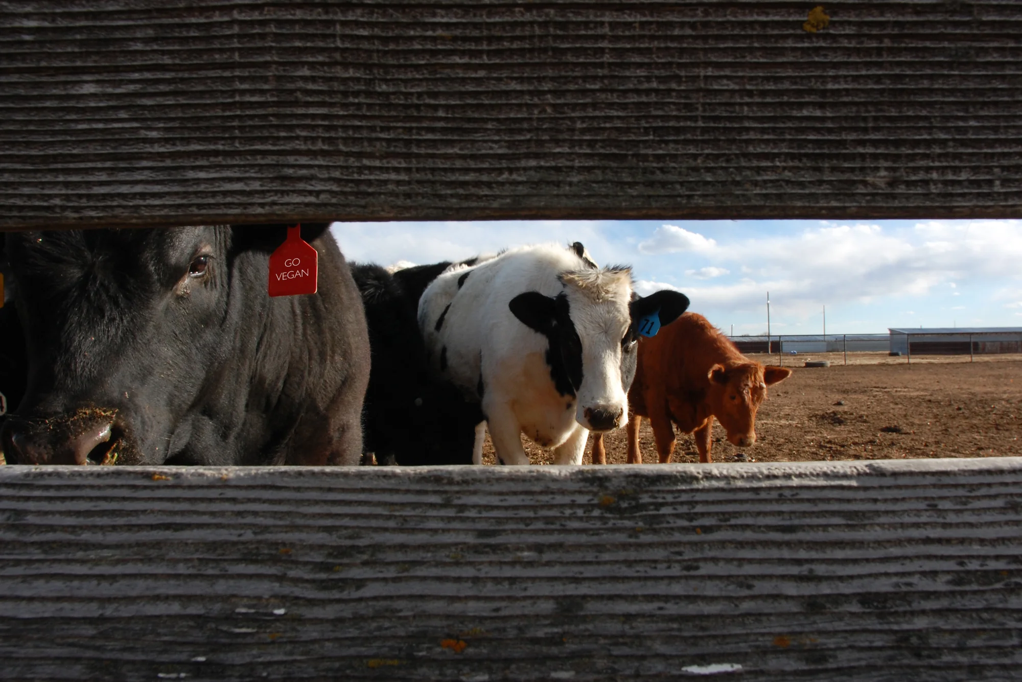 cows_eating_farm.jpg