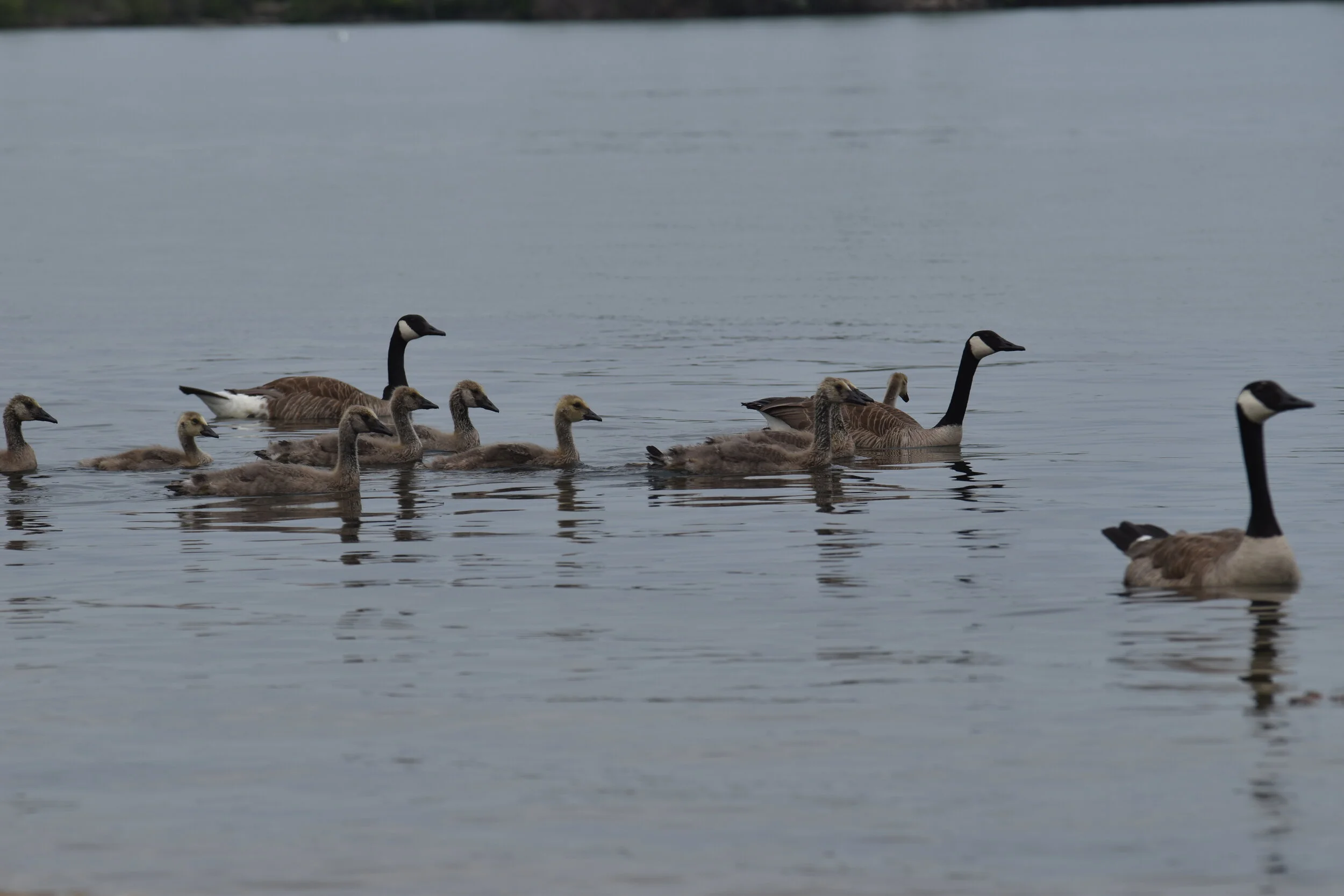 Live the Lake Life (Copy)