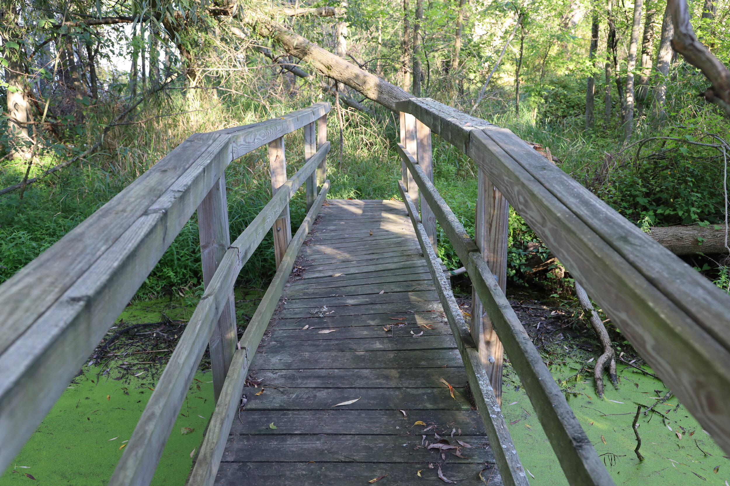 Bridge - Kernan Memorial Nature Sanctuary.JPG
