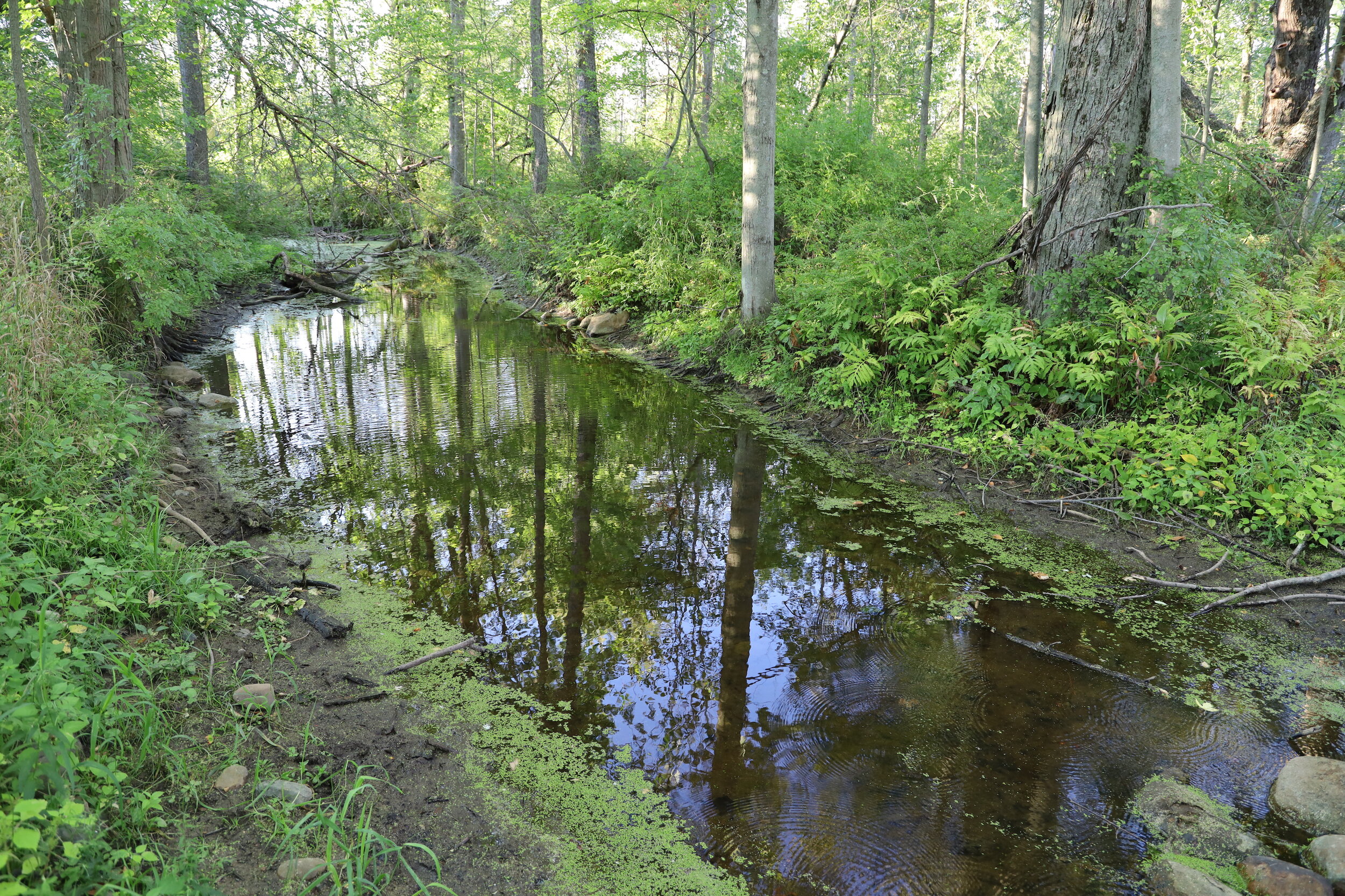 Creek - Kernan Memorial Nature Sanctuary.JPG