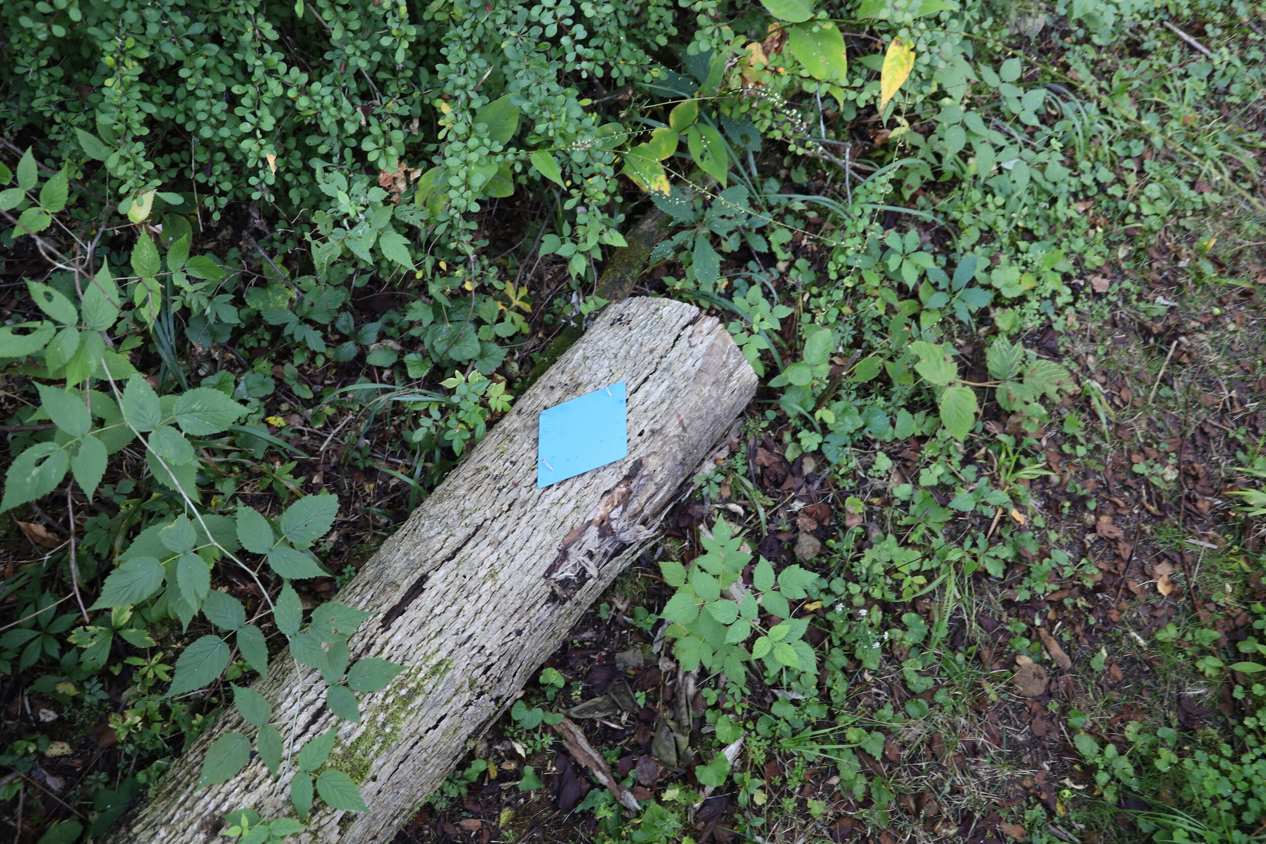 Trail Marker - Fallen Trees - Kernan Memorial Nature Sanctuary.JPG