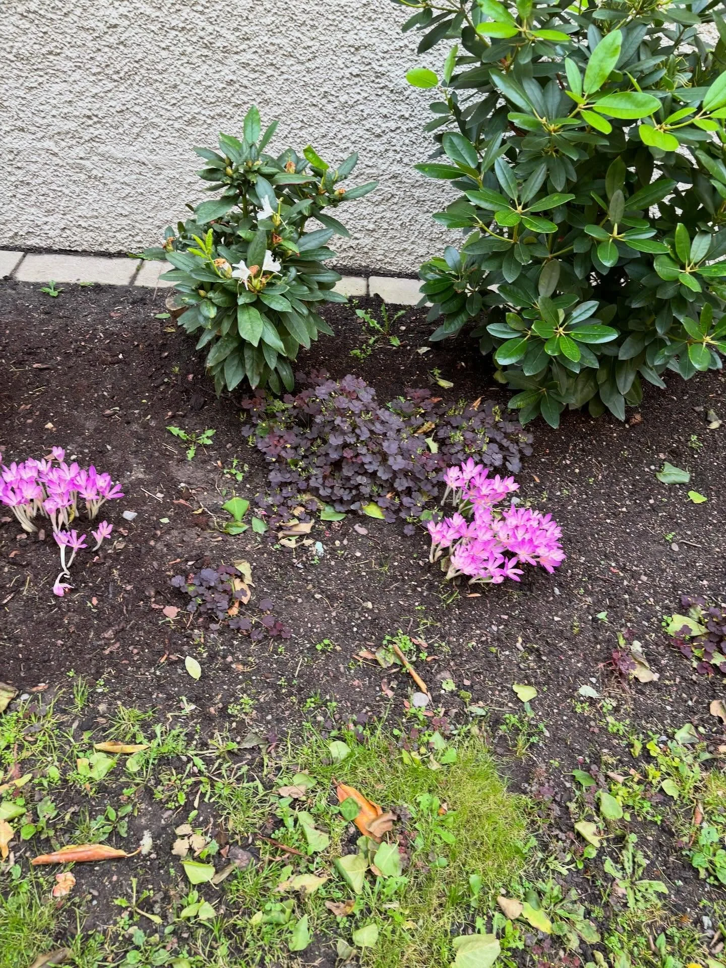 Tidl&ouml;sa blommor till h&ouml;sten och nyanl&auml;ggningar p&aring; S&ouml;dermalm