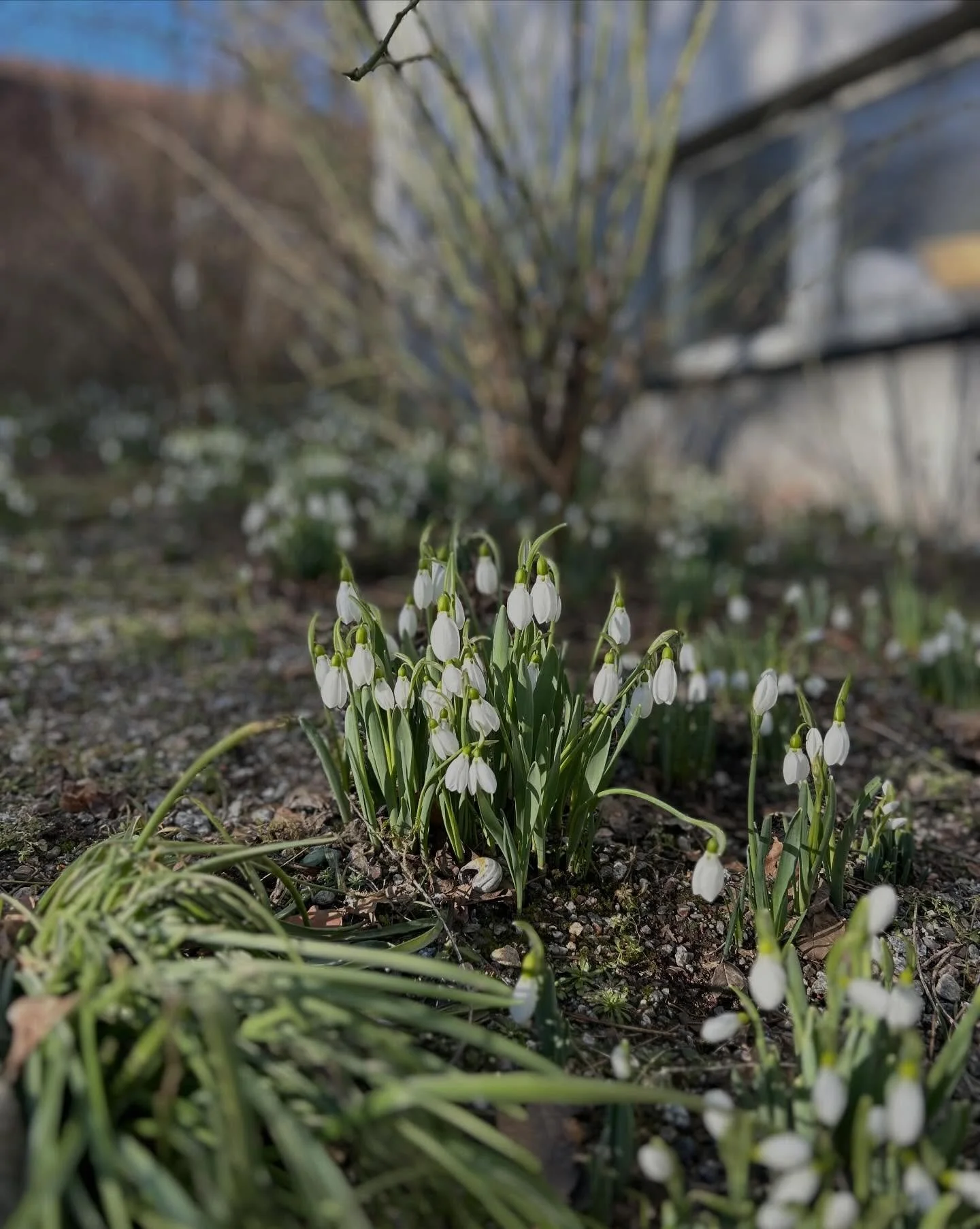 V&aring;rtecken!☀️🌿 Sn&ouml;droppar tittar fram i v&aring;rsolen och vi har p&aring;b&ouml;rjat sandsopning. Bitvis tungt men vi njuter i det fina v&auml;dret, h&auml;r tar vi hj&auml;lp av v&aring;ran nya eldrivna sopmaskin. 

#elfstr&ouml;mstr&aum