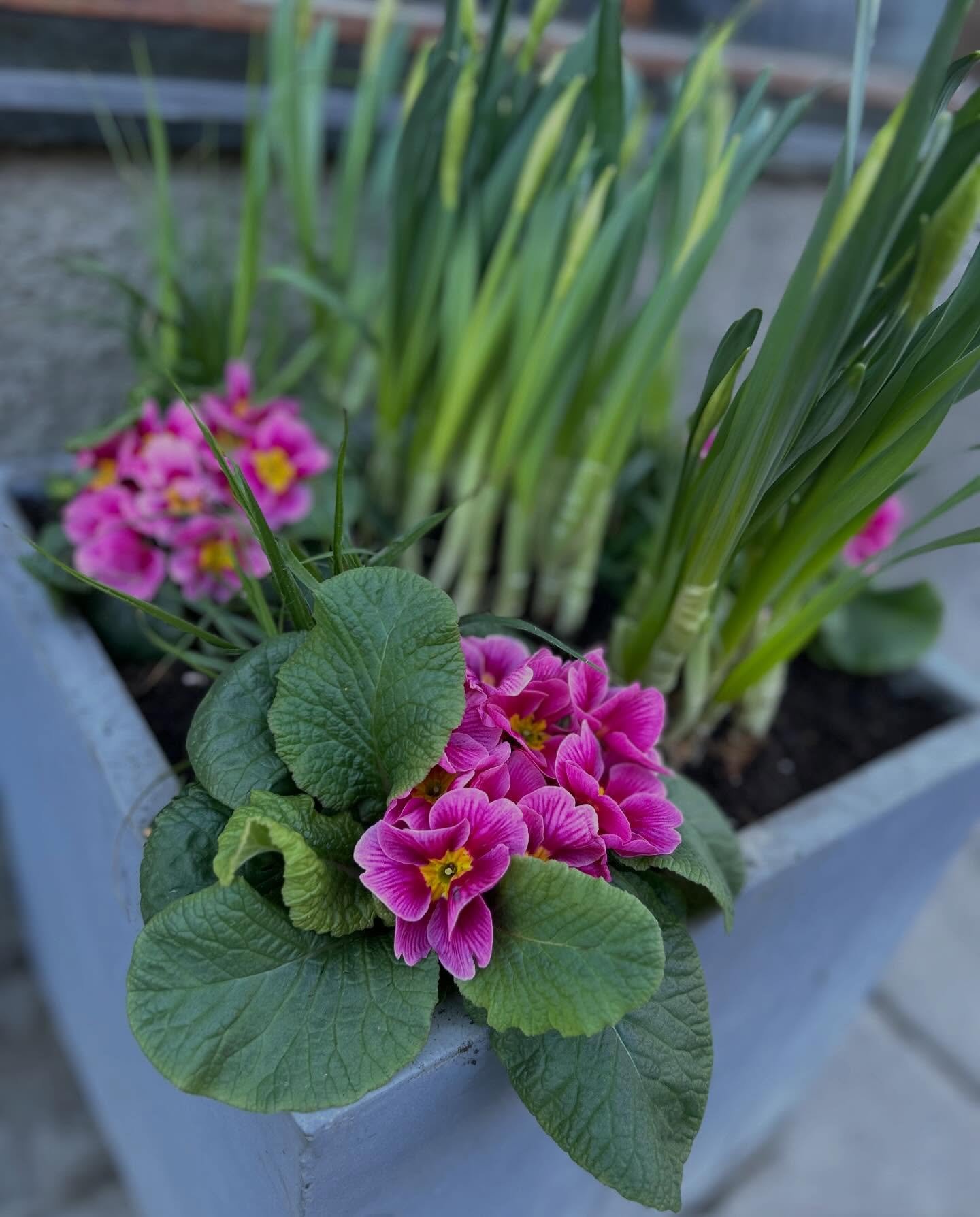 F&ouml;rsta v&aring;rplanteringen! Utanf&ouml;r kontoret☀️🌿🌷

#elfstr&ouml;mstr&auml;dg&aring;rdsanl&auml;ggningar #tr&auml;dg&aring;rdsanl&auml;ggning #v&aring;rplantering #v&aring;rblomst #v&aring;rk&auml;nslor