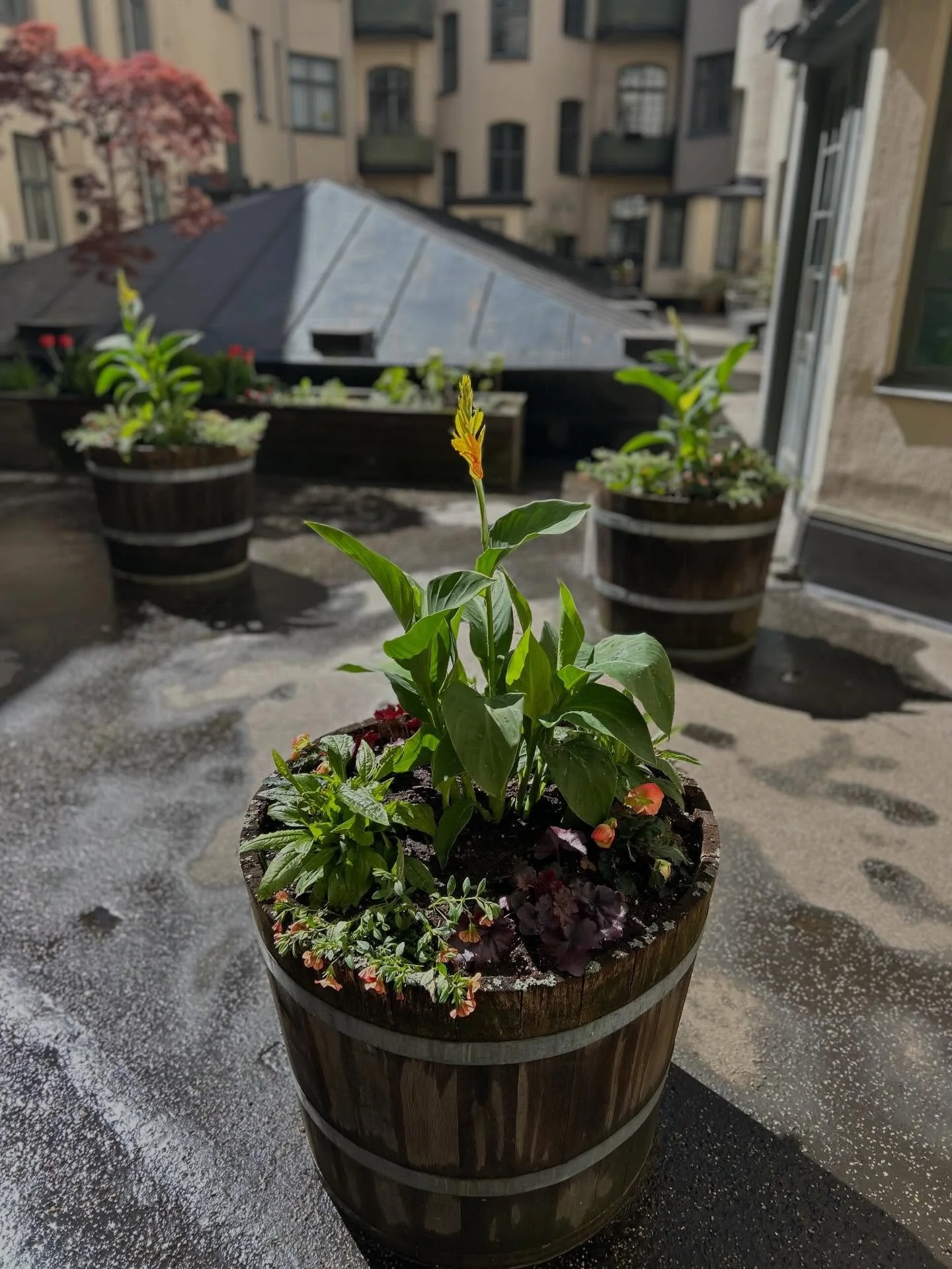 Idag p&aring;b&ouml;rjade vi &aring;rets planteringar med sommarblommor!🌿☀️🌻
V&auml;lf&ouml;rtj&auml;nt kafferast i det fina v&auml;dret och en f&ouml;rsta doft av syrener som snart st&aring;r i full blom. 
Vi &ouml;nskar alla en fortsatt trevlig s