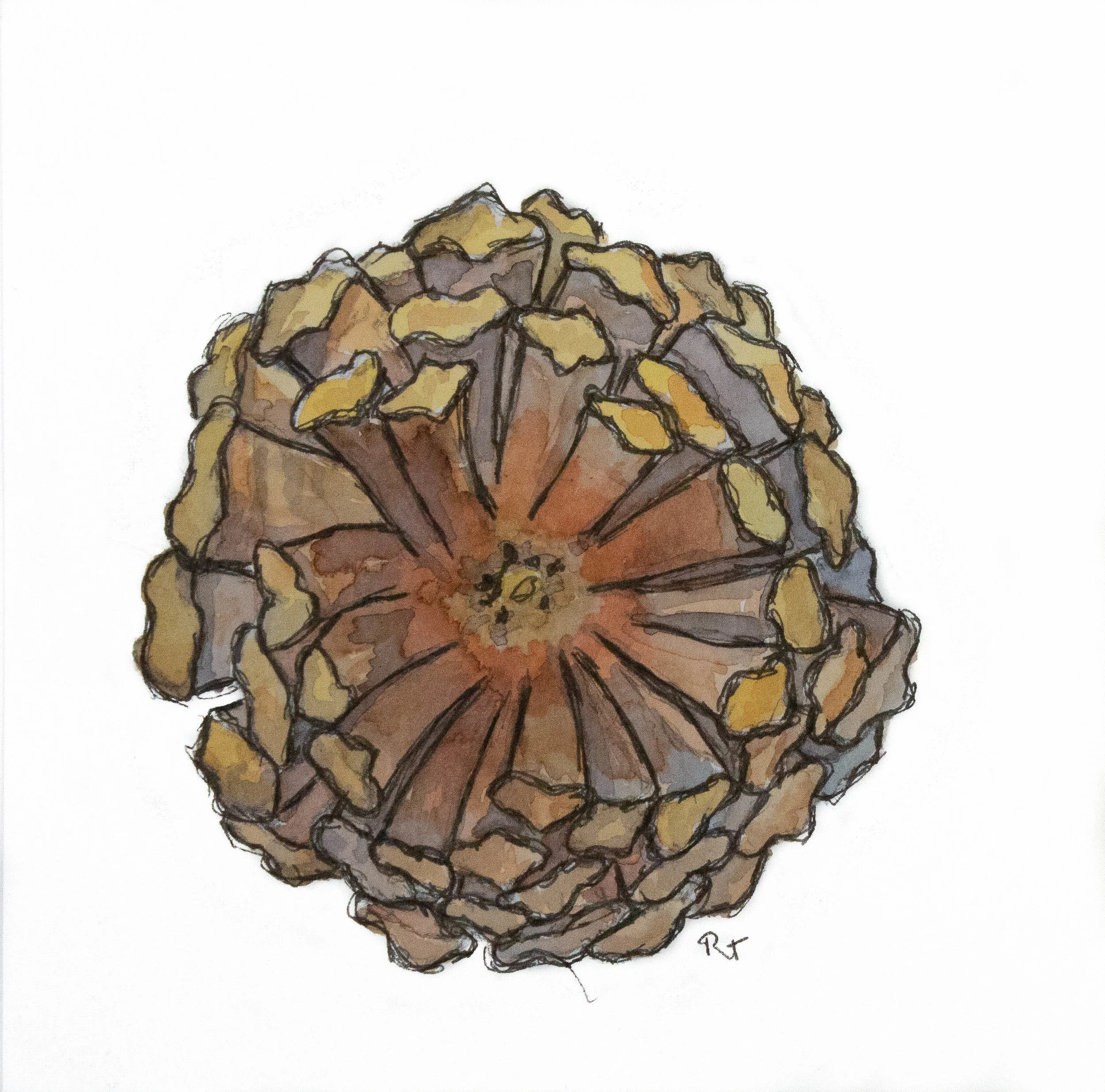 Pinecone Bottom