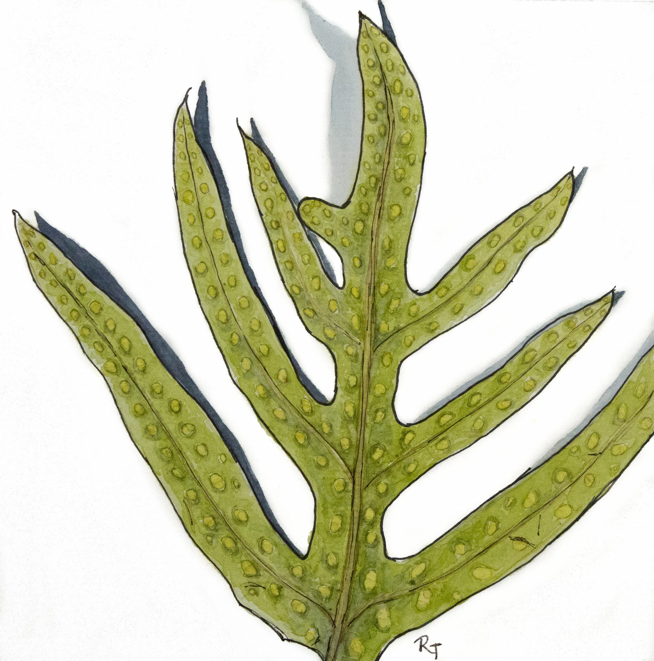 Wart Fern