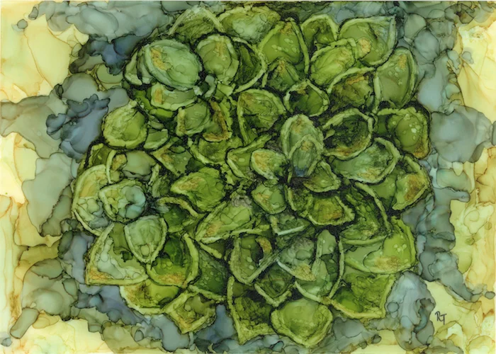 Succulents Fine Art Print