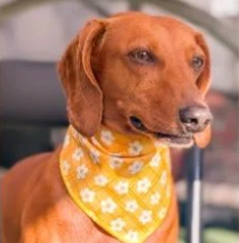 Woofcessories