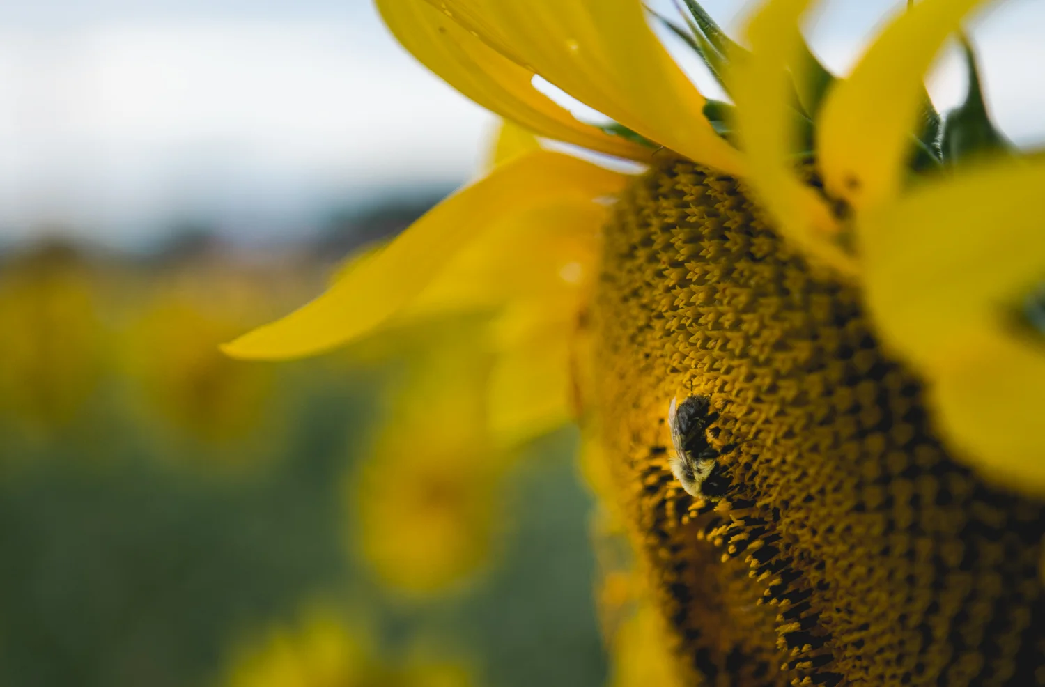 Sunflower Fields and Photography Mini Sessions Brit's Garden Acres