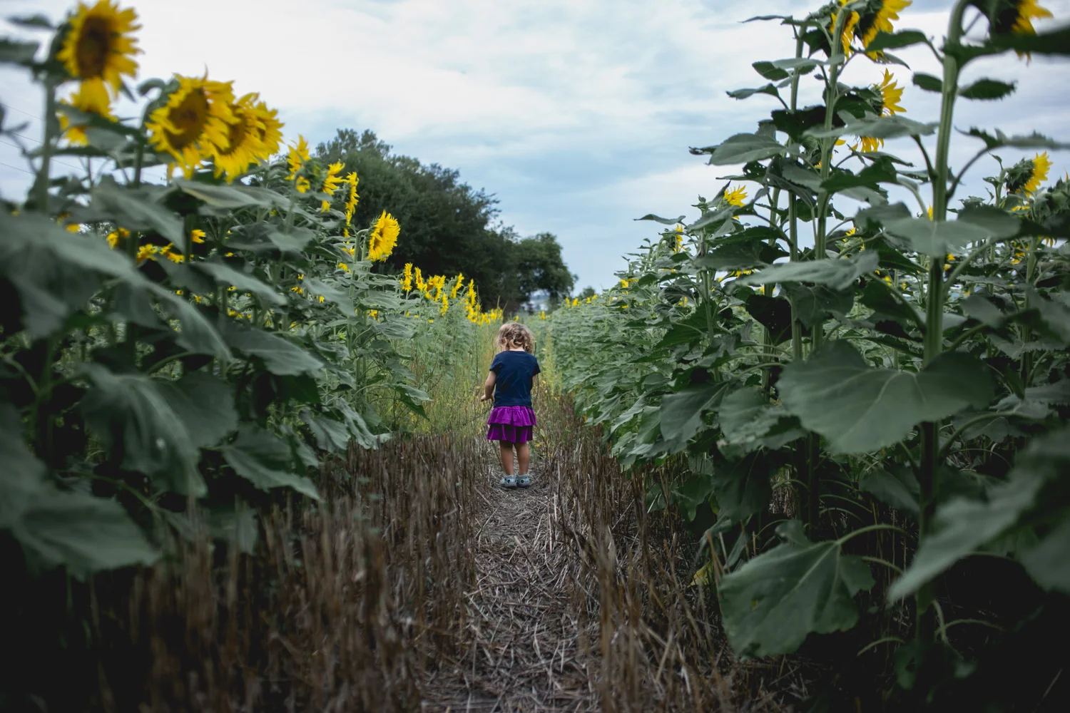 Sunflower Fields and Photography Mini Sessions Brit's Garden Acres