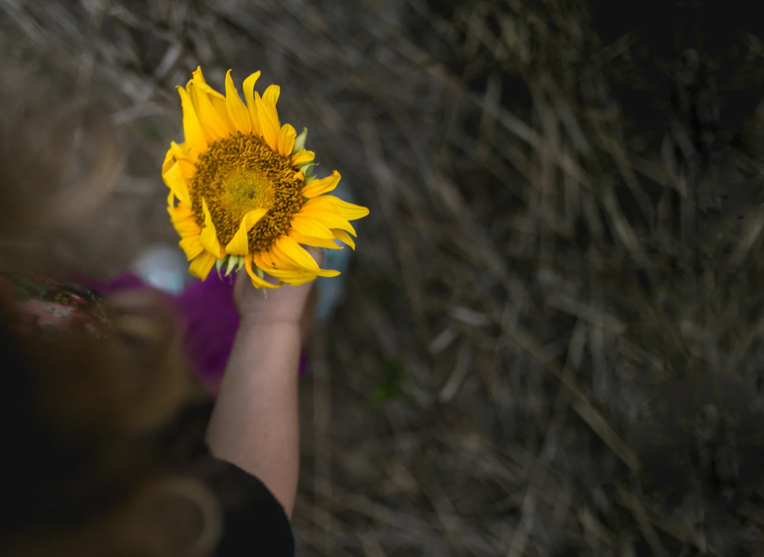 Sunflower Fields and Photography Mini Sessions Brit's Garden Acres