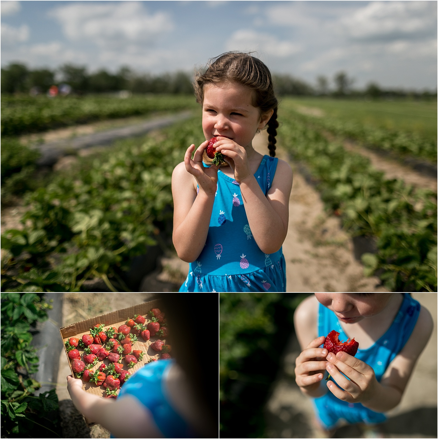 Strawberry picking at A and H Farm in Manhattan Kansas