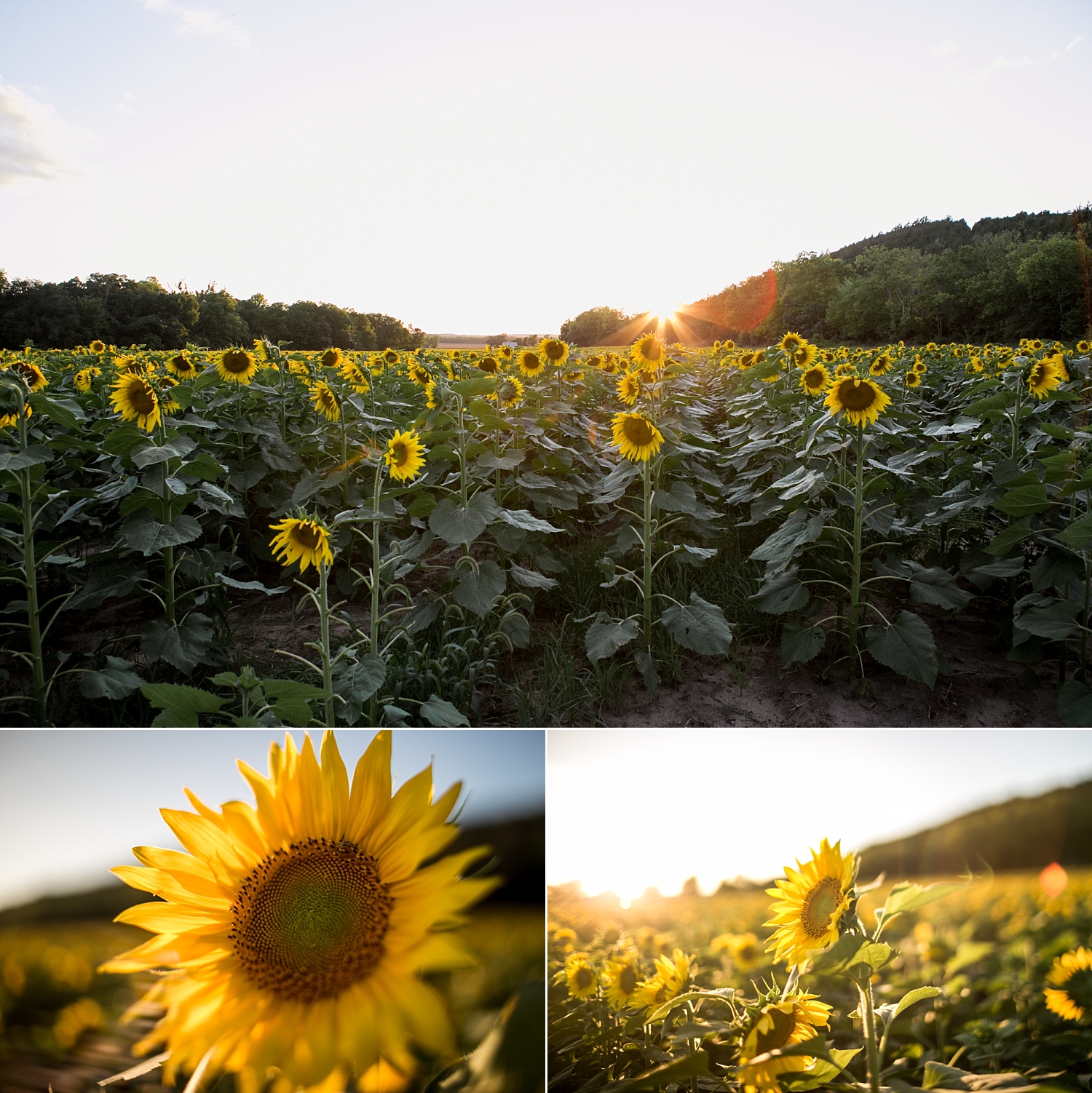 Sunflower-Photography-Mini-Session-Britts-Farm-Manhattan-KS