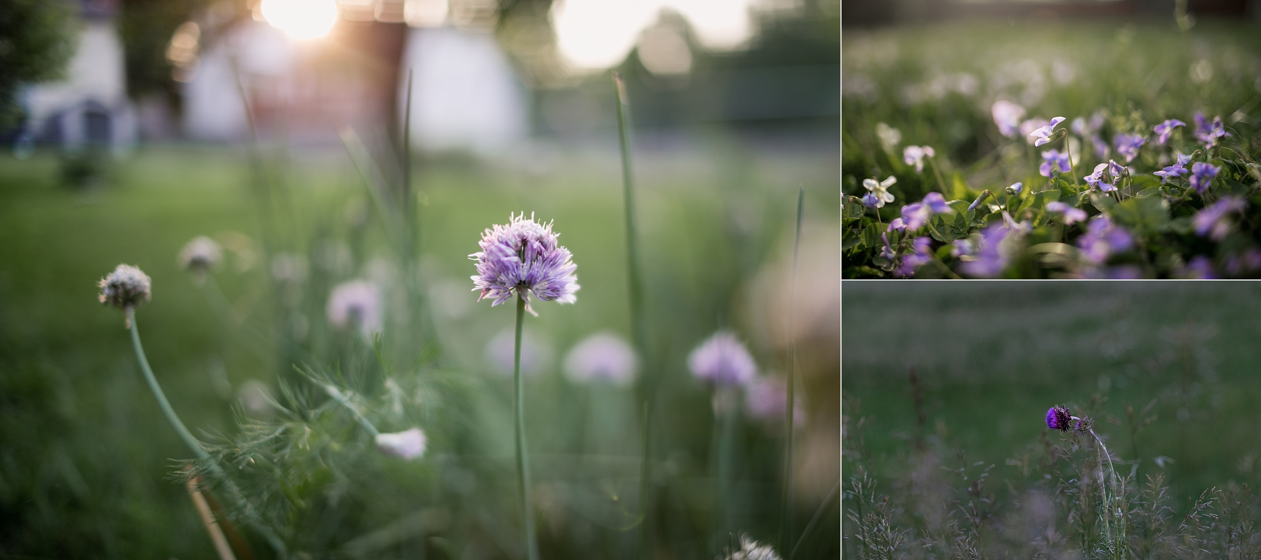 Purple wildflowers in fields in Kansas