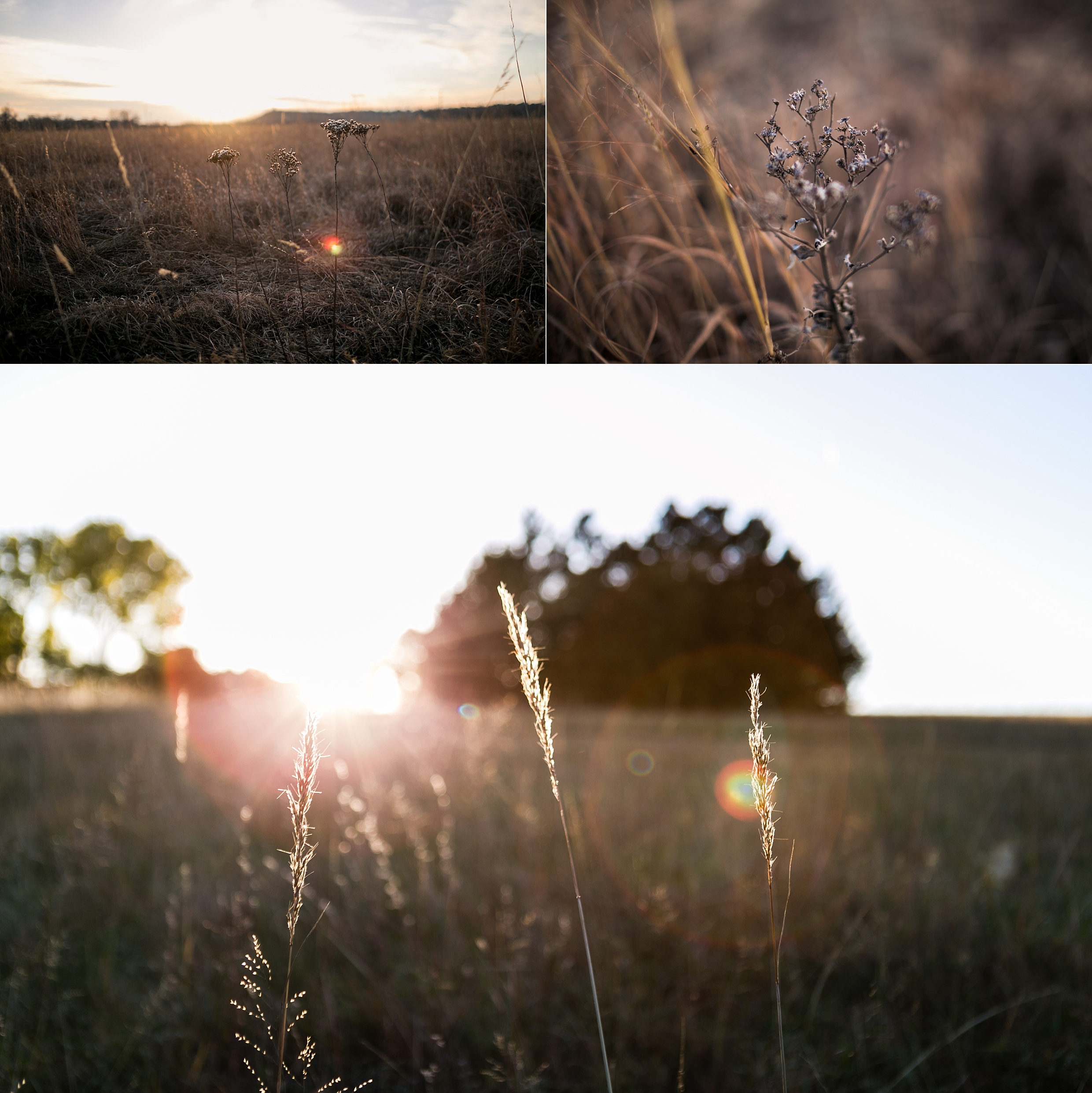 Backlit wildflowers in a Kansas Sunset