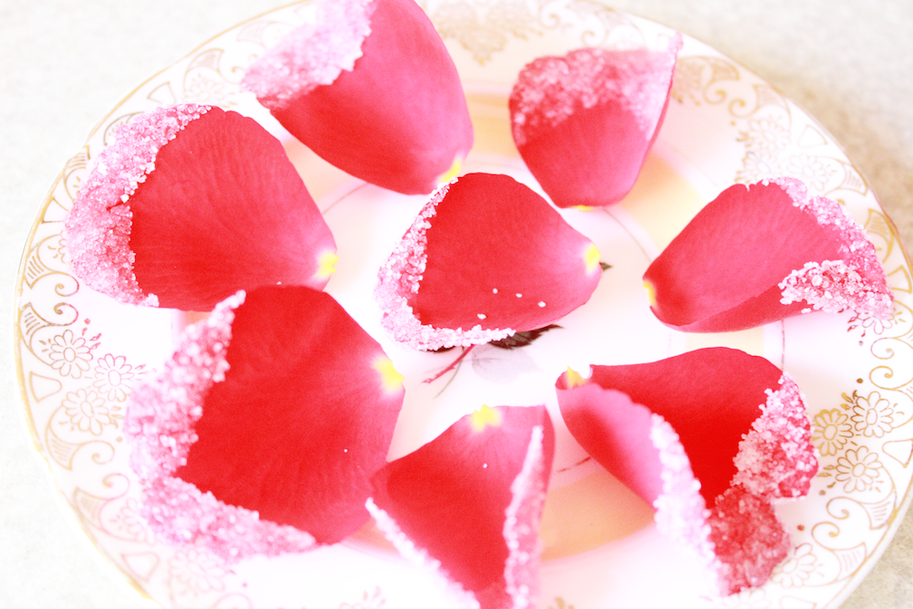 tart 20.png