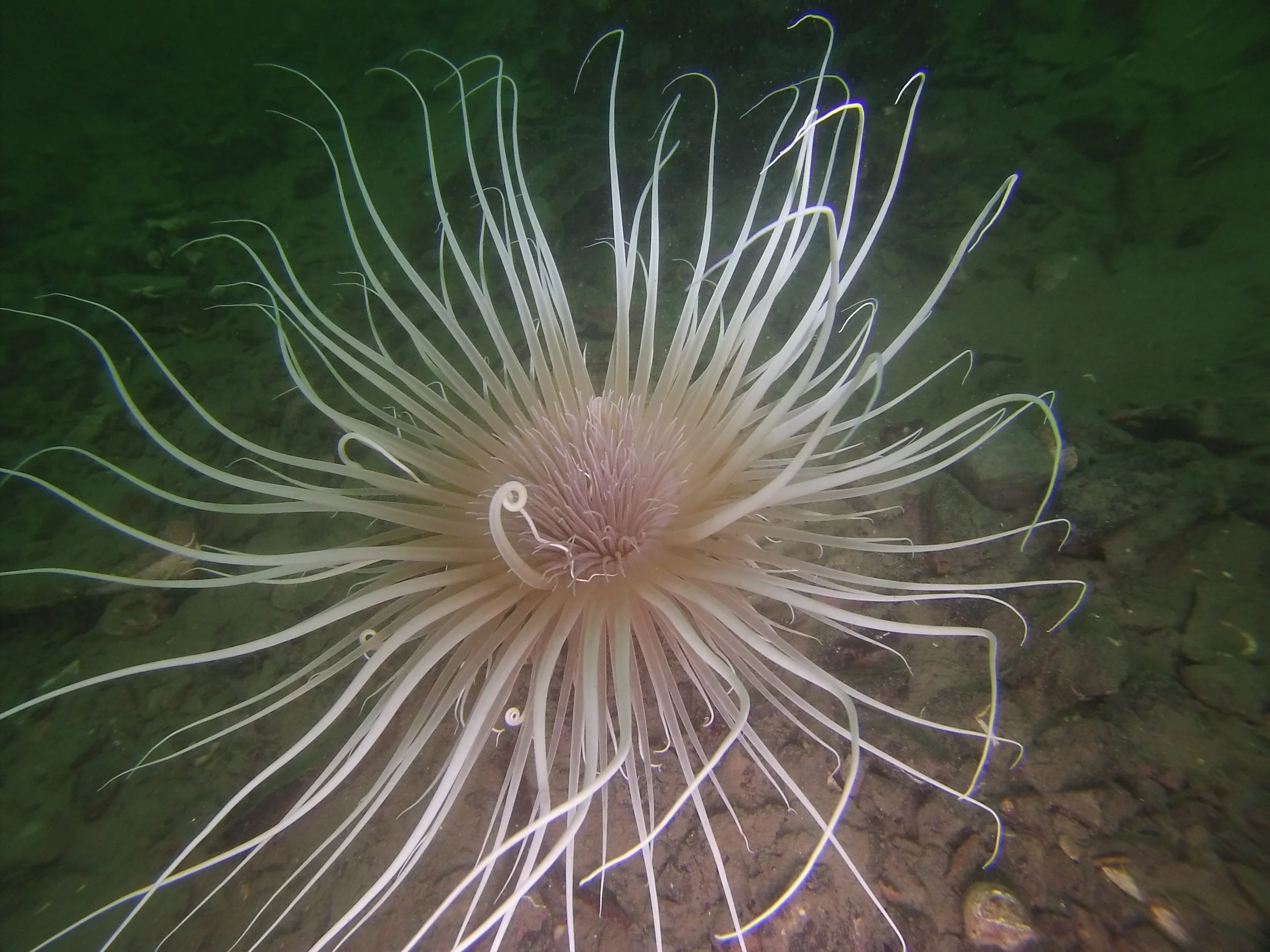 The fight to save Loch Linnhe