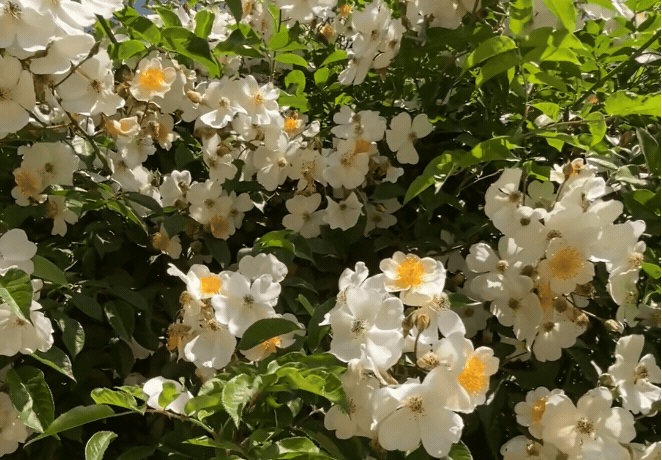 Native App gifs-7.gif