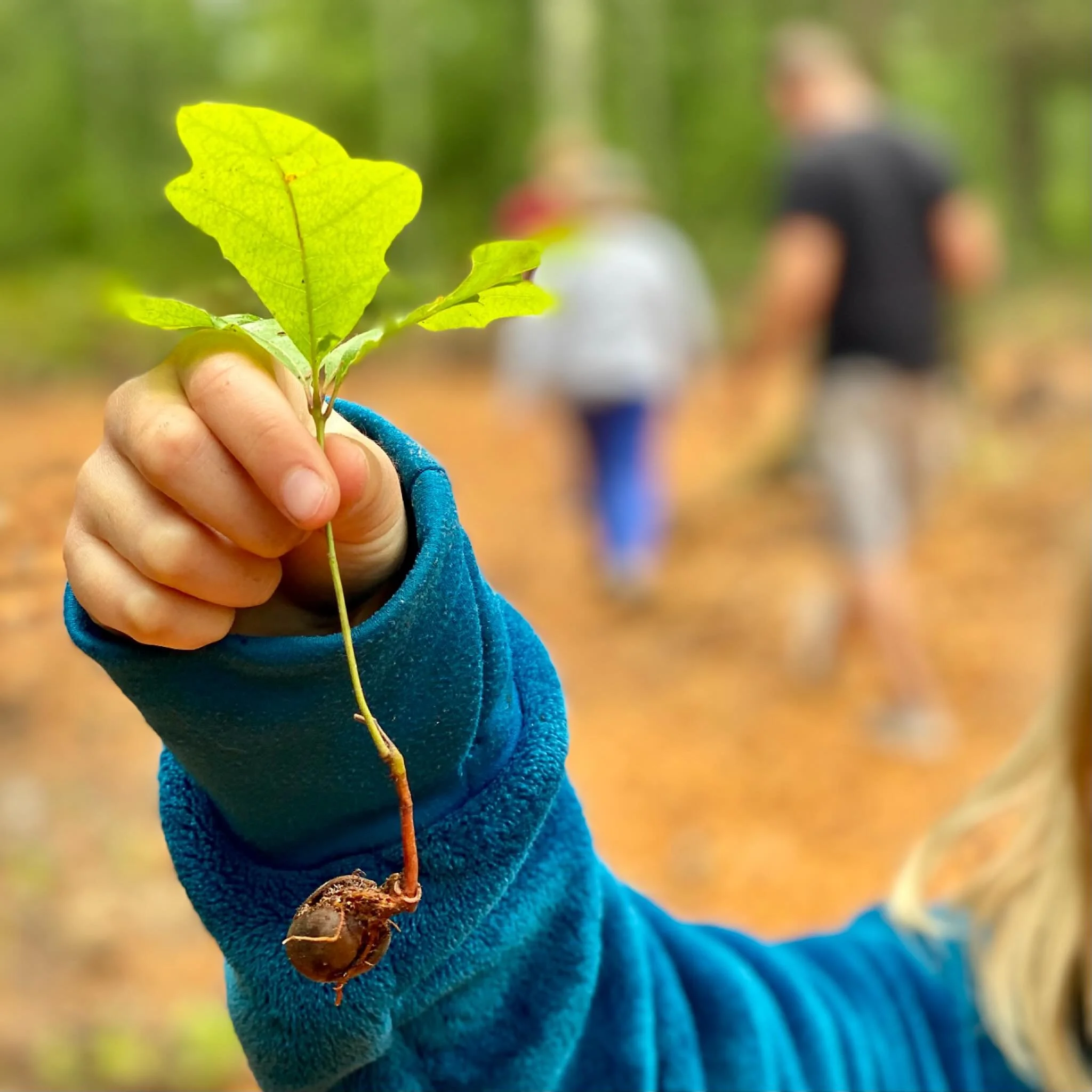 Very good news! &quot;Charleston is taking a major step toward a cooler, greener future with ReLEAF, Mayor Cogswell&rsquo;s citywide tree canopy initiative. The goal is to plant 5,000 new trees in five years, with a focus on neighborhoods that need s