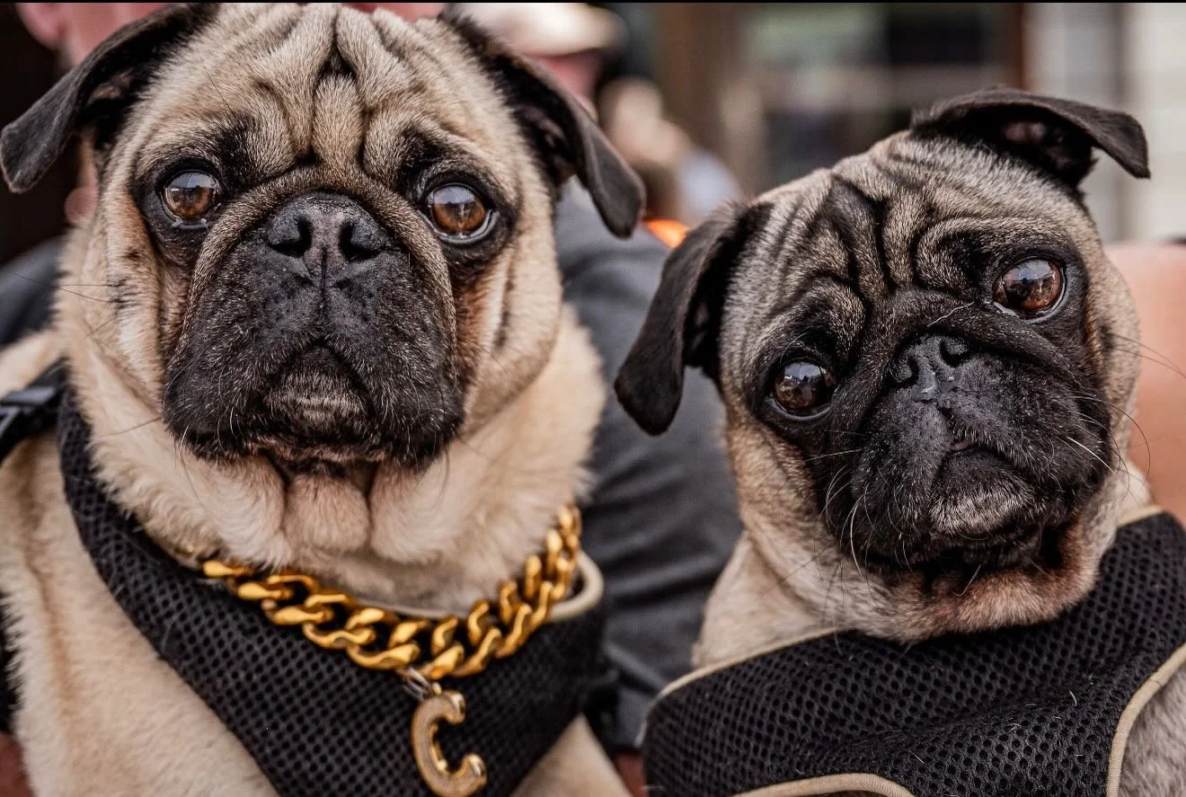 2nd Sunday dogs by the talented Jaimie Emfinger @merakiphotobyjaime