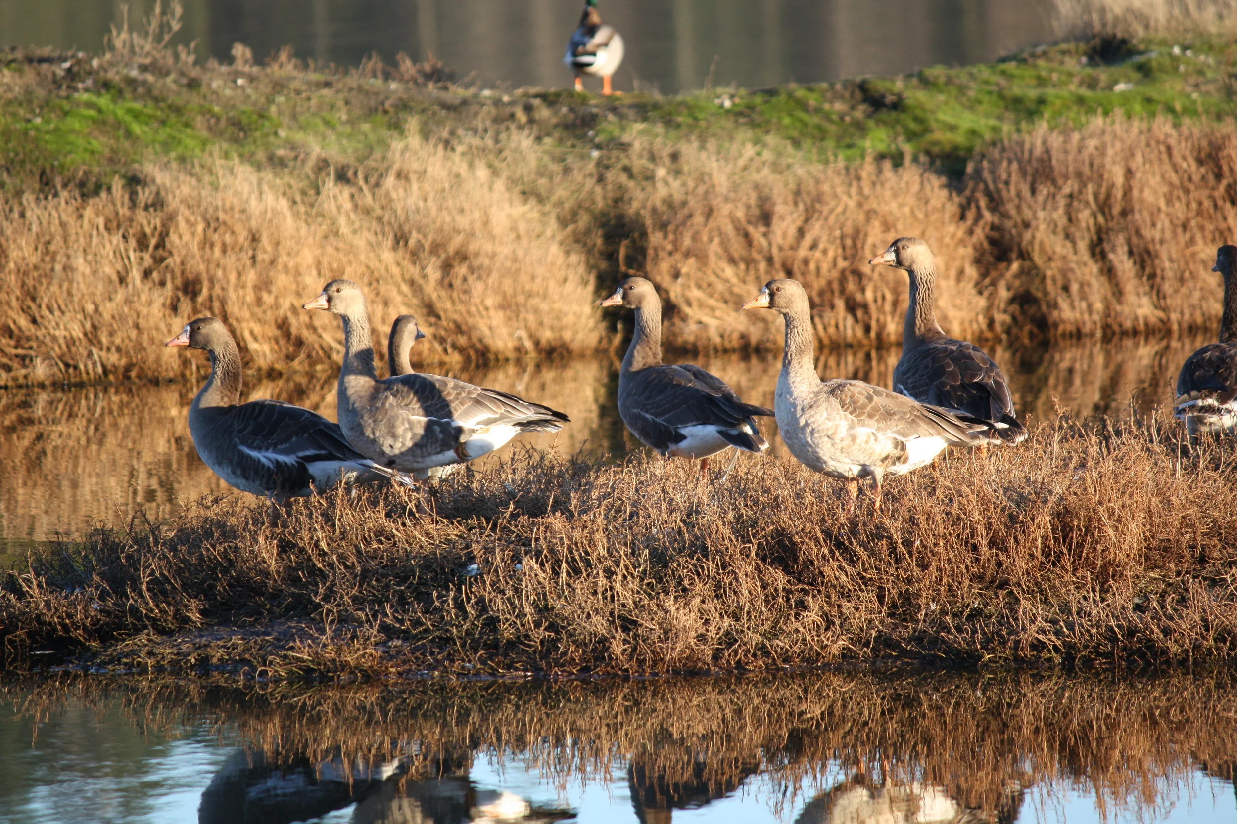 greater white-fronted geese, Chinese Gardens