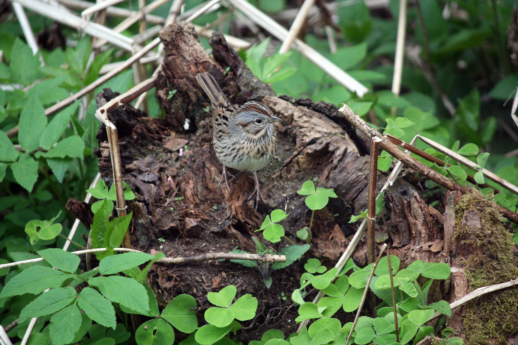 Lincoln's sparrow, Castle Hill, Port Townsend