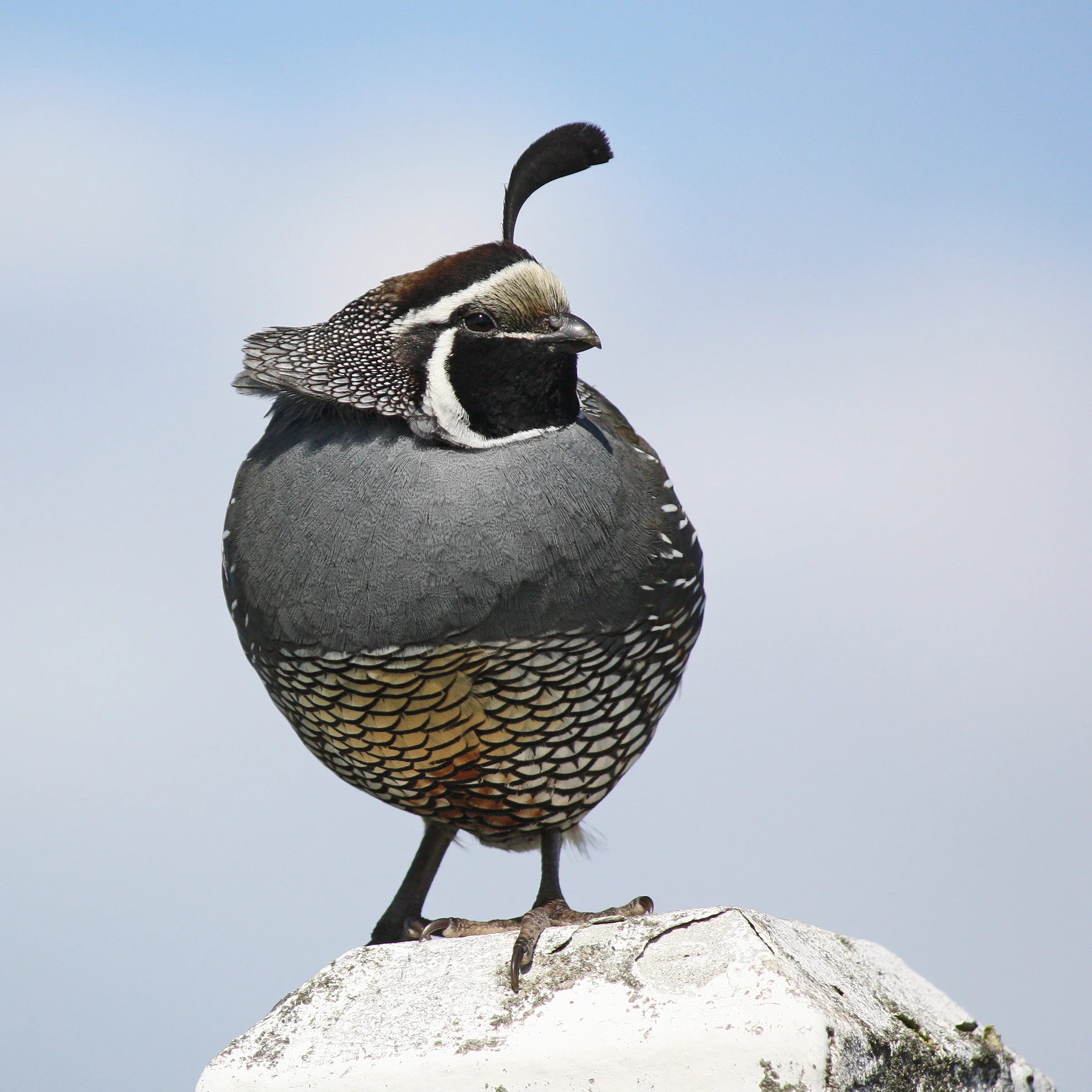 California quail, Point Wilson