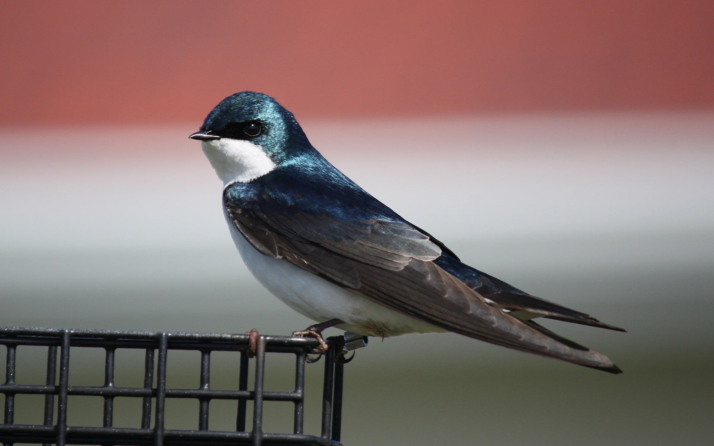 tree swallow, Point Wilson