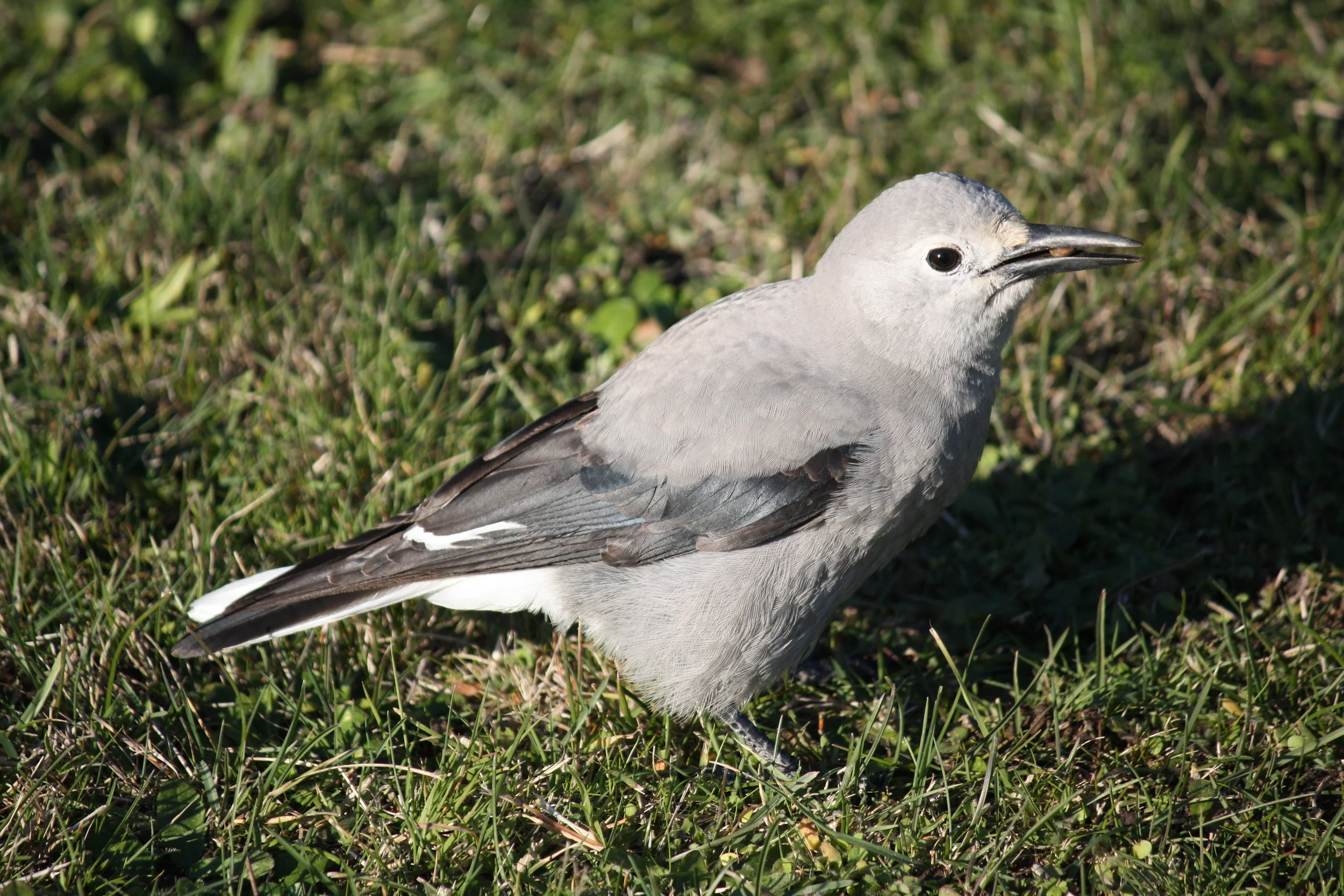 Clark's nutcracker, Seaview Drive, Port Townsend
