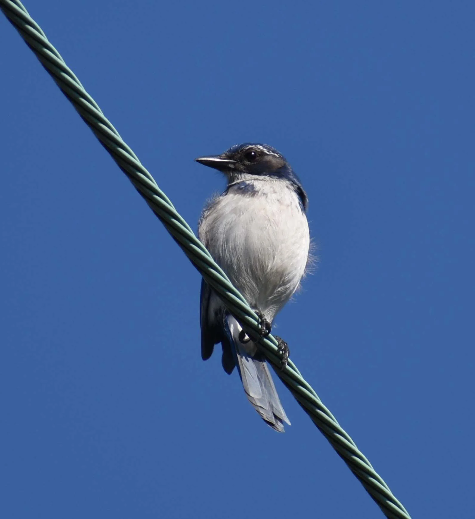 California scrub jay, east of Kah Tai Lagoon