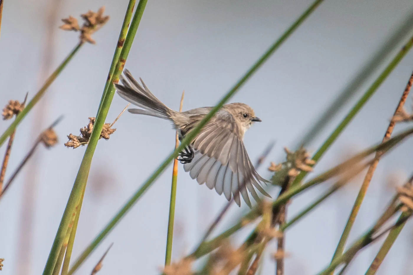 bushtit flying among the reeds, Kah Tai Lagoon Nature Park
