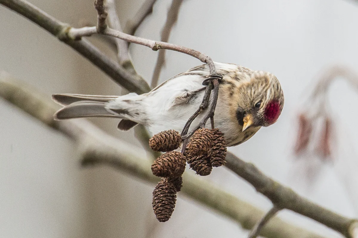 common redpoll snacking on alder catkins, Kah Tai Lagoon Nature Park