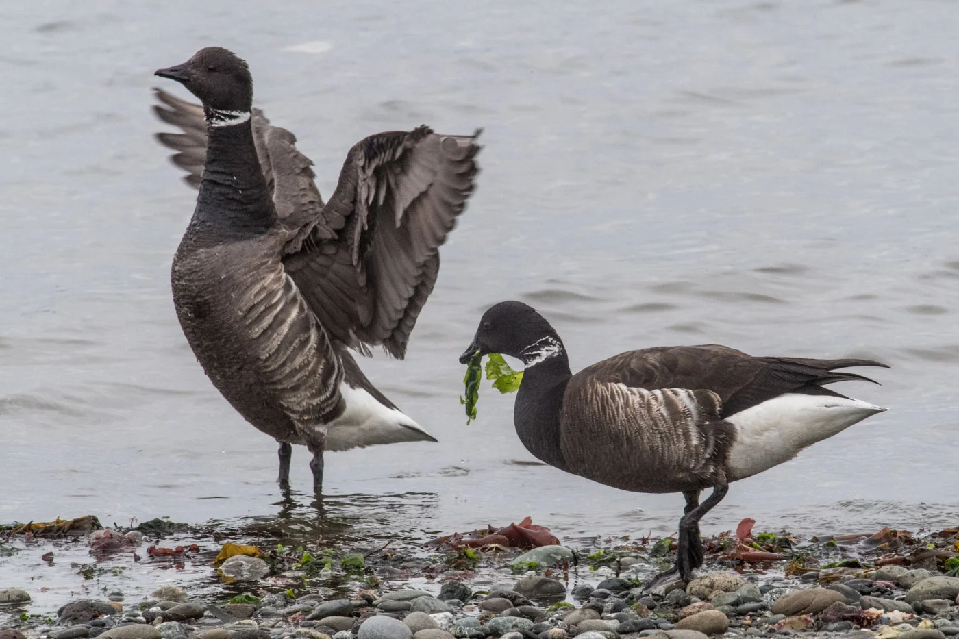 black brant geese, Point Hudson
