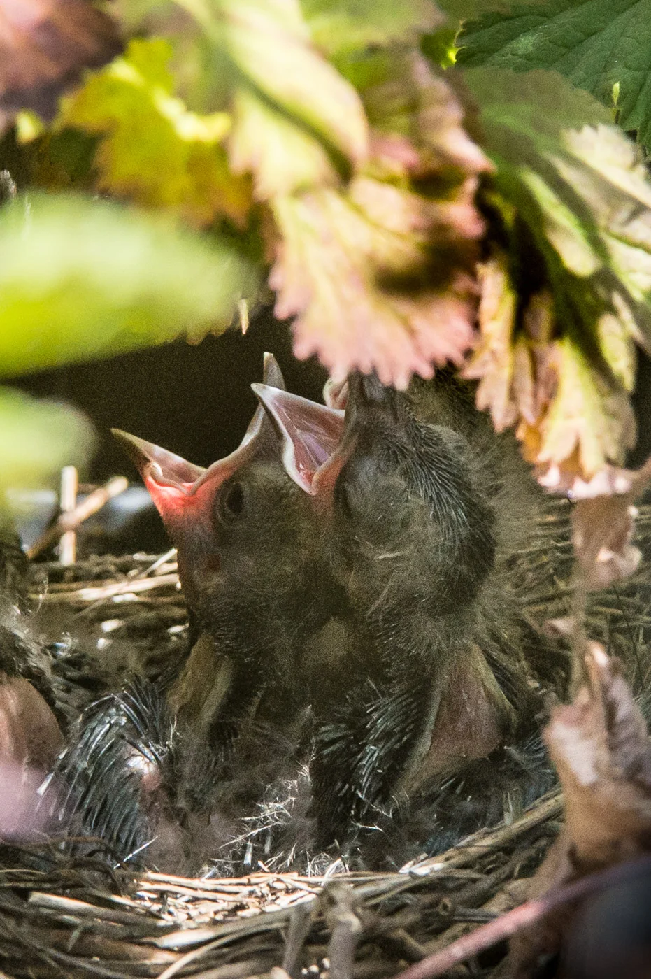 Brewer's blackbird chicks, Far Reaches Farm, Port Townsend