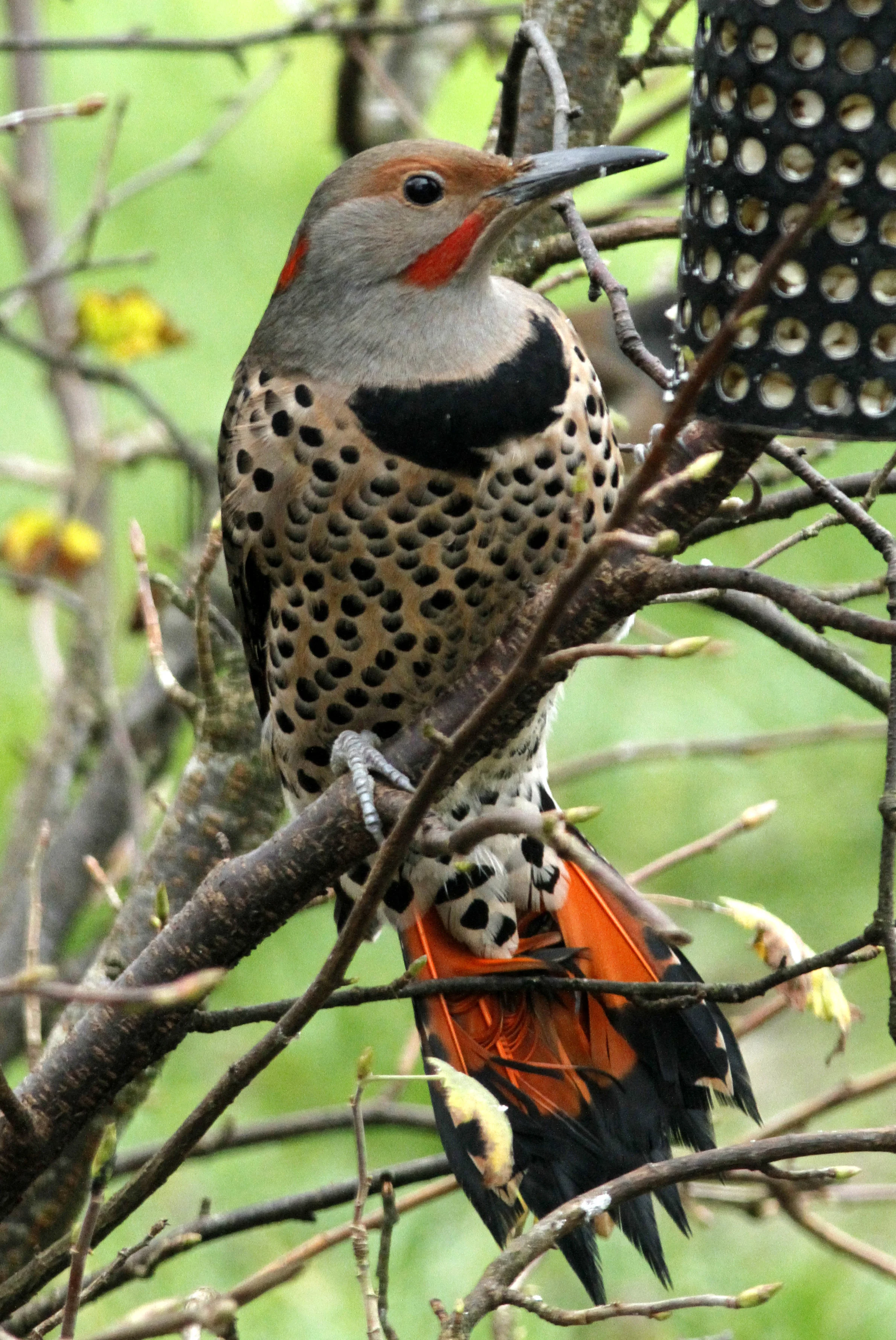 red-shafted northern flicker, Castle Hill, Port Townsend