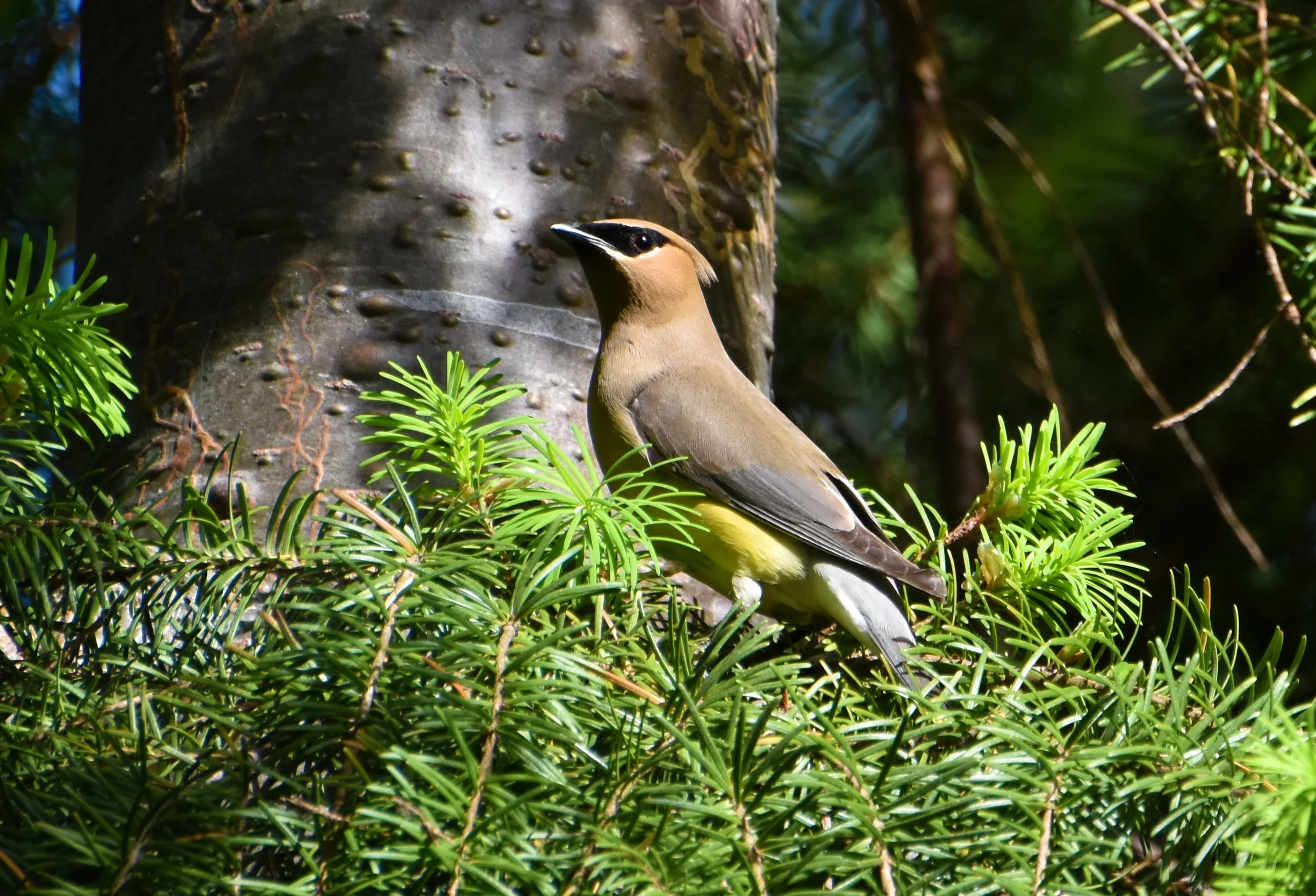 cedar waxwing, Kah Tai Lagoon Nature Park