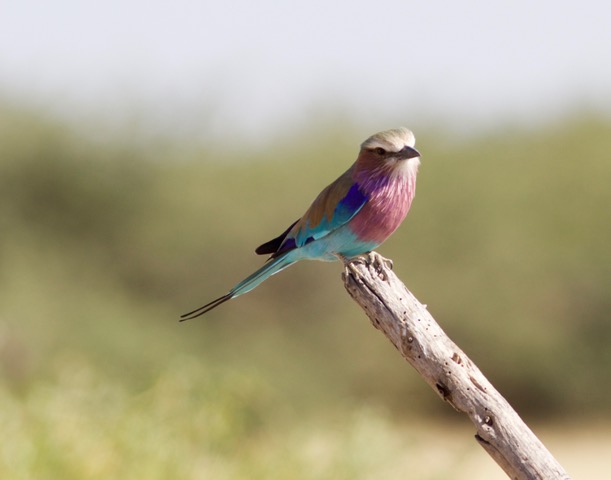 AAS Community Program: Birds of Botswana